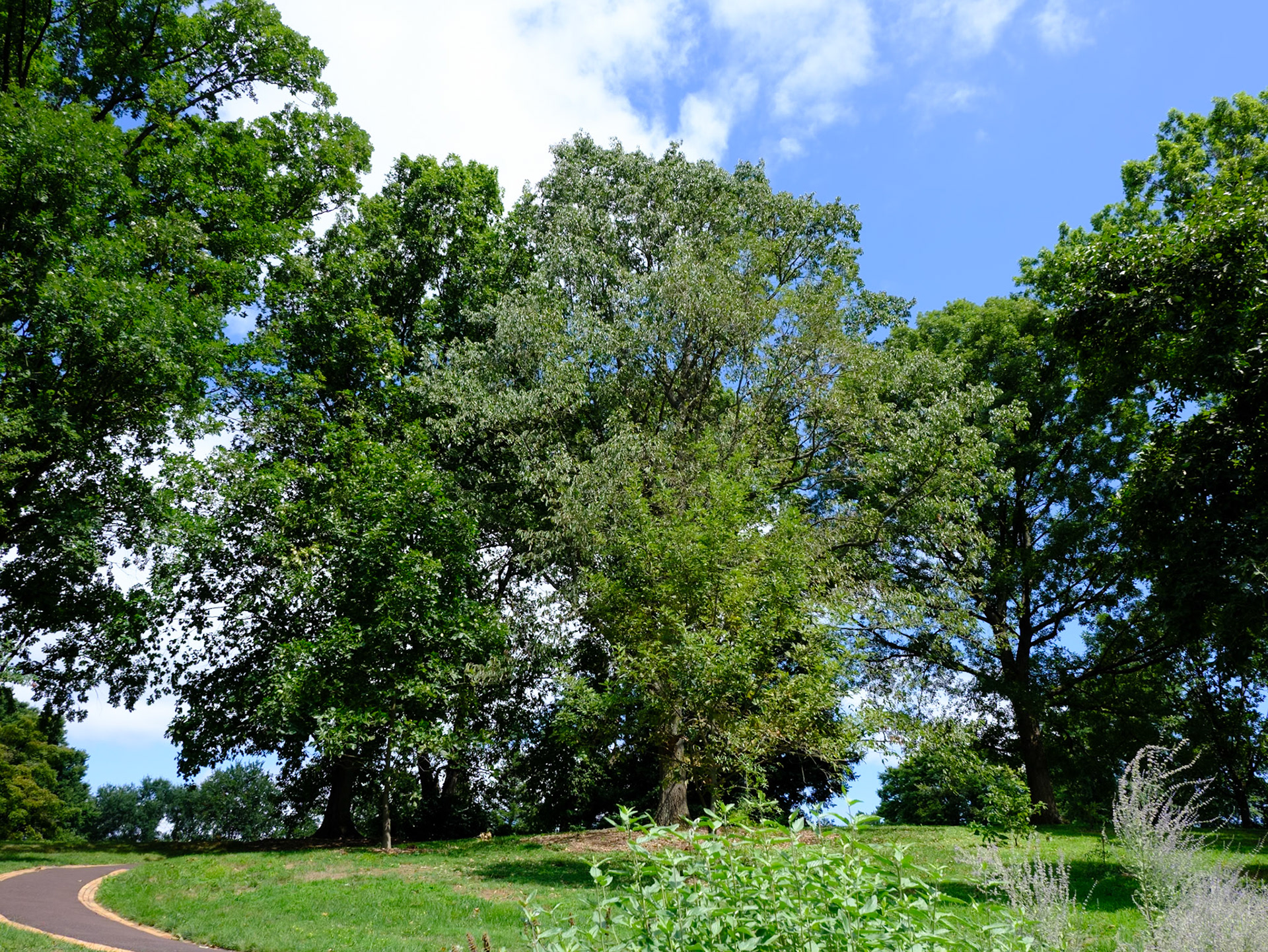 Old Hilltop Trees Morris Arboretum August 2024