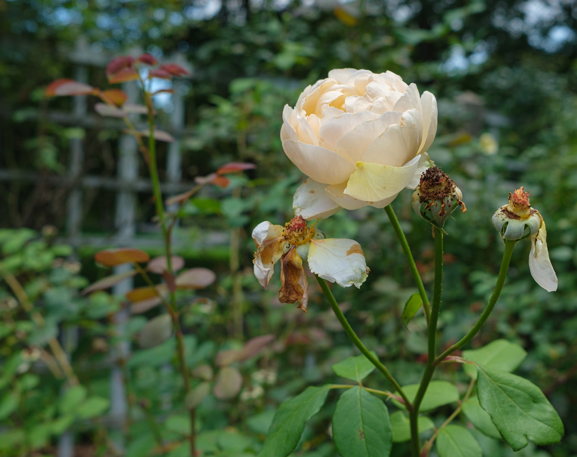 Creamy Rose at Brooklyn Botanic