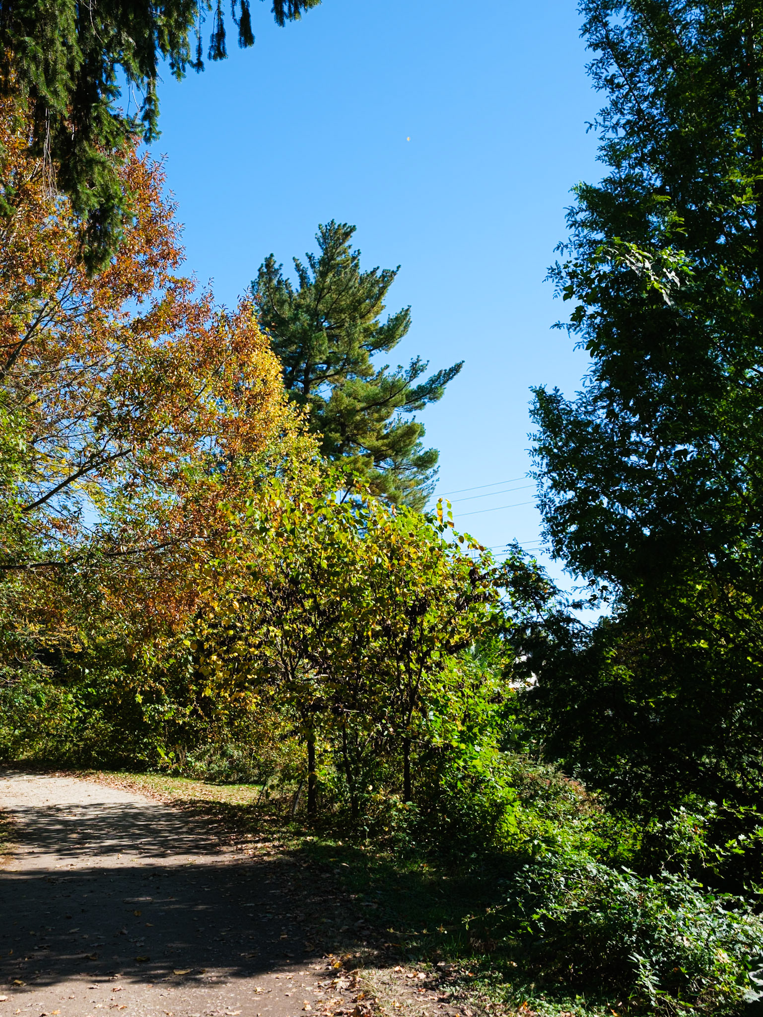 On the curve to East side trail at Haverford