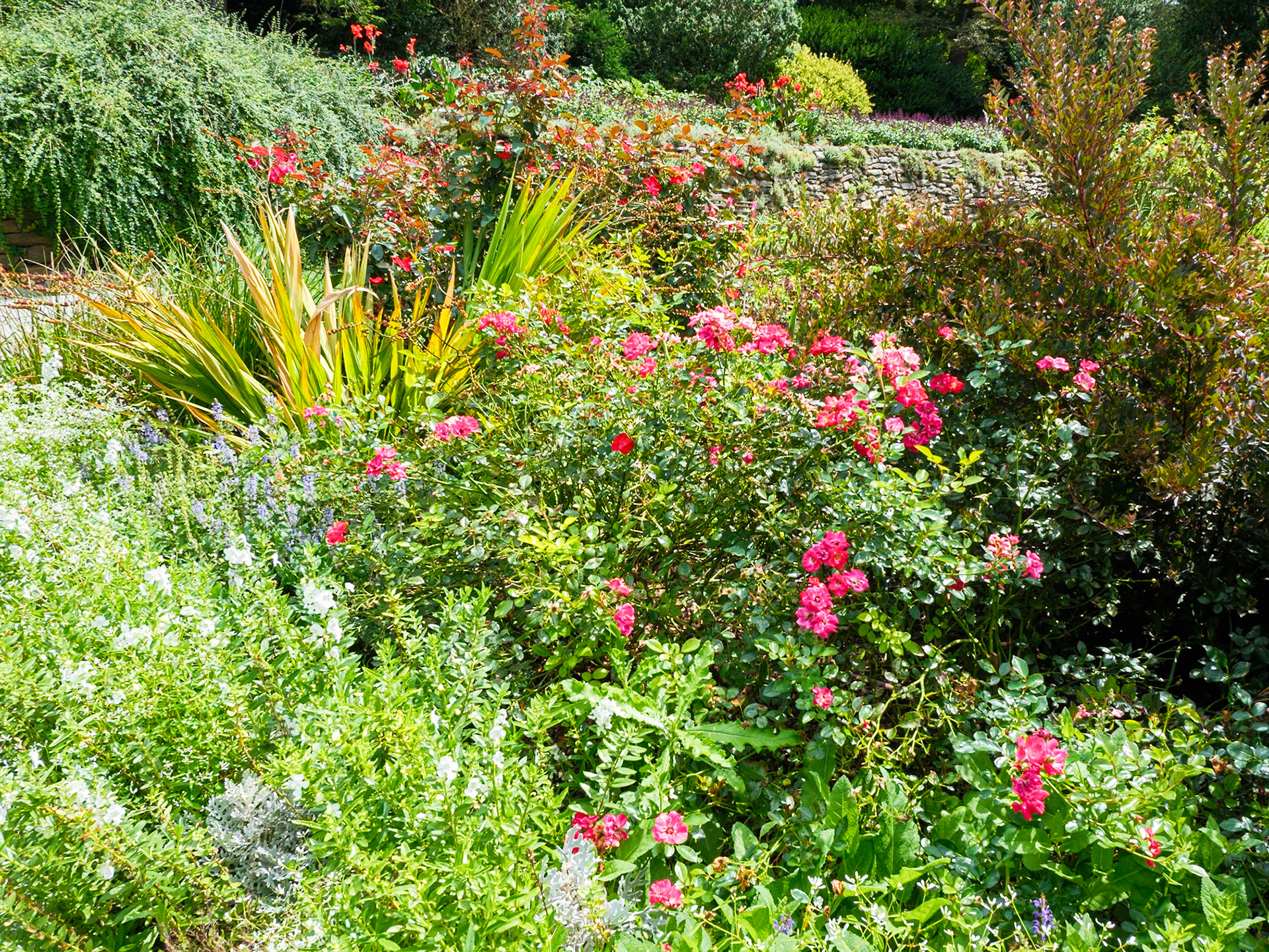 Orchid Bushes Morris Arboretum August 2024