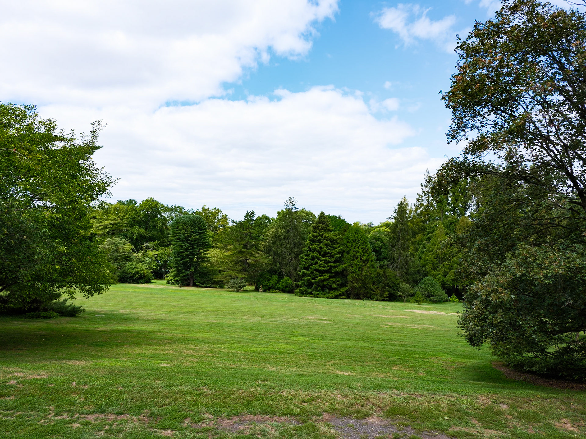 Pine Tree on Chestnut Hill Slope Morris Arboretum August 2024
