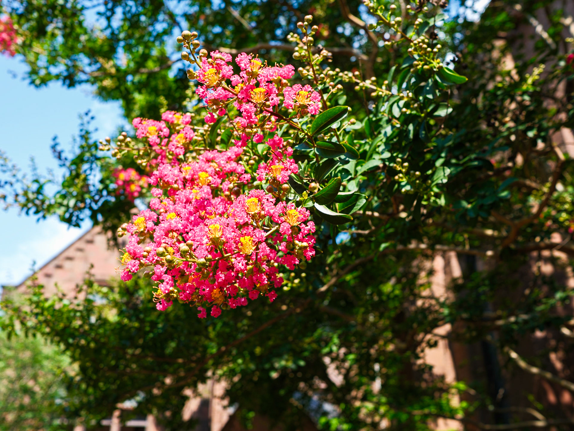 Mid July Tree Glory at St Clement’s