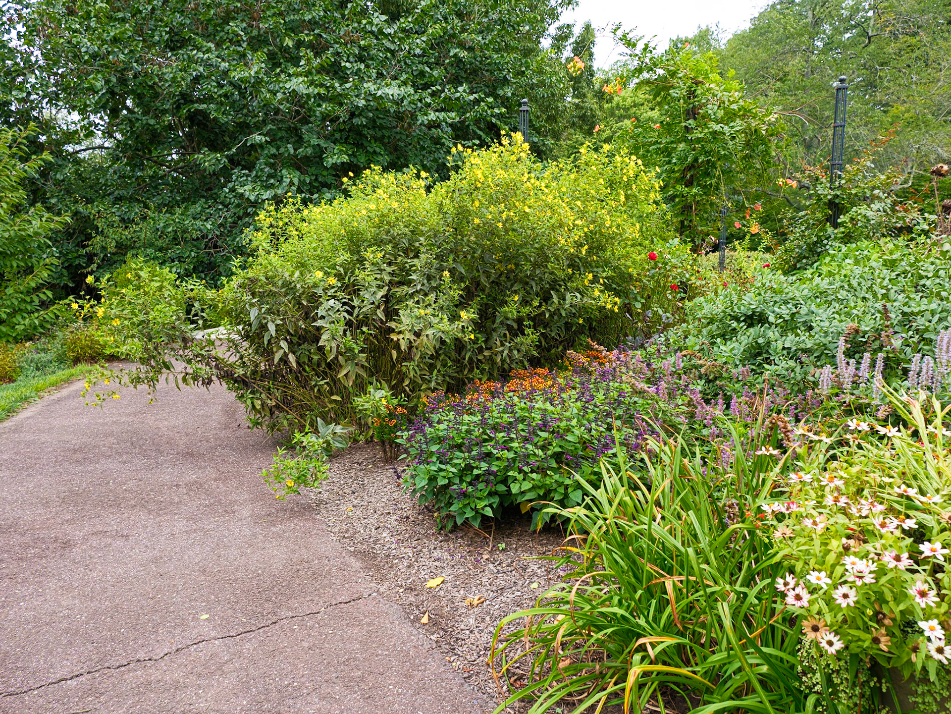On the Path to the Fernery at Morris Arboretum August 2024