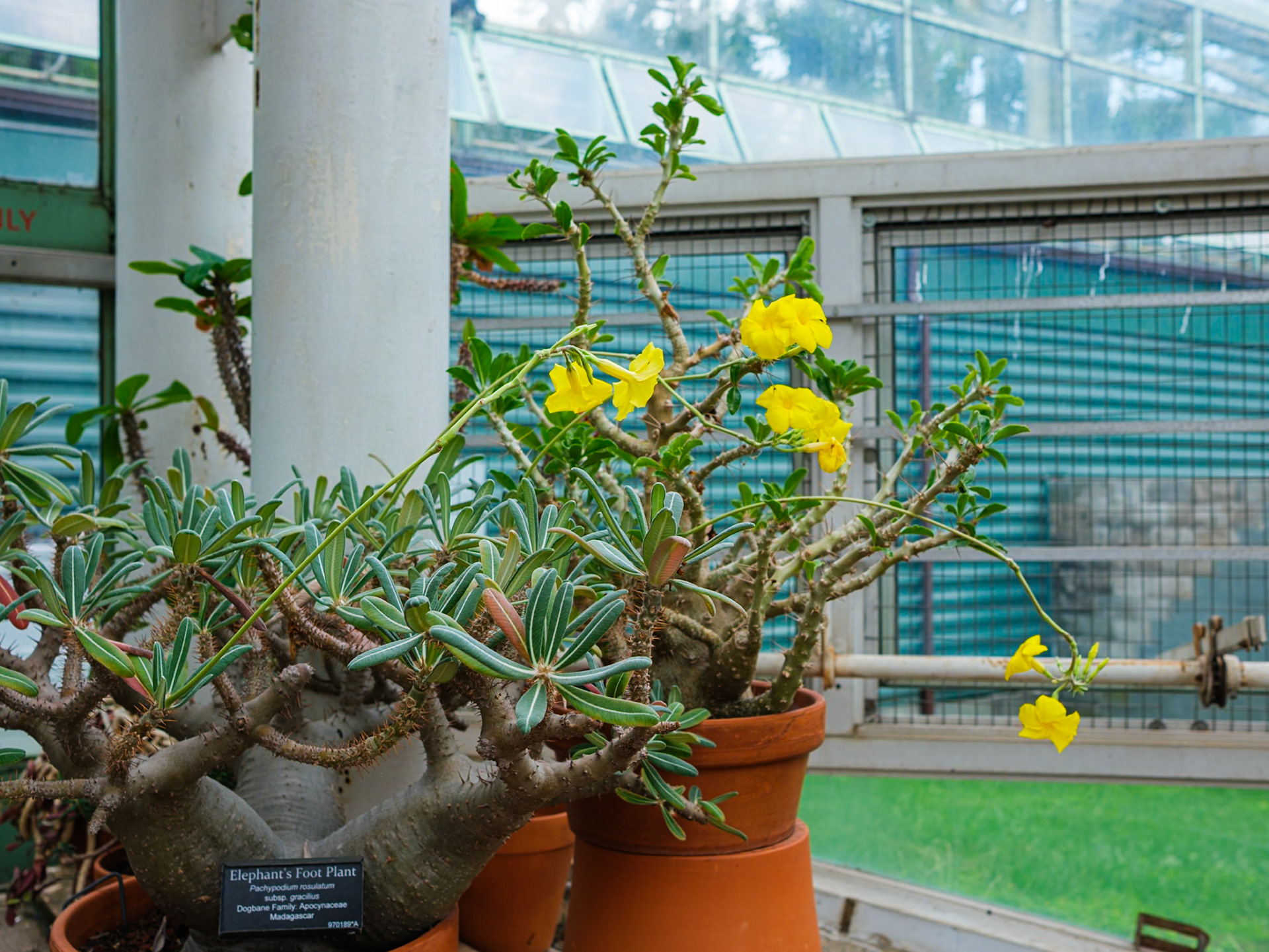 Flowering Sucullents at Brooklyn Botanic