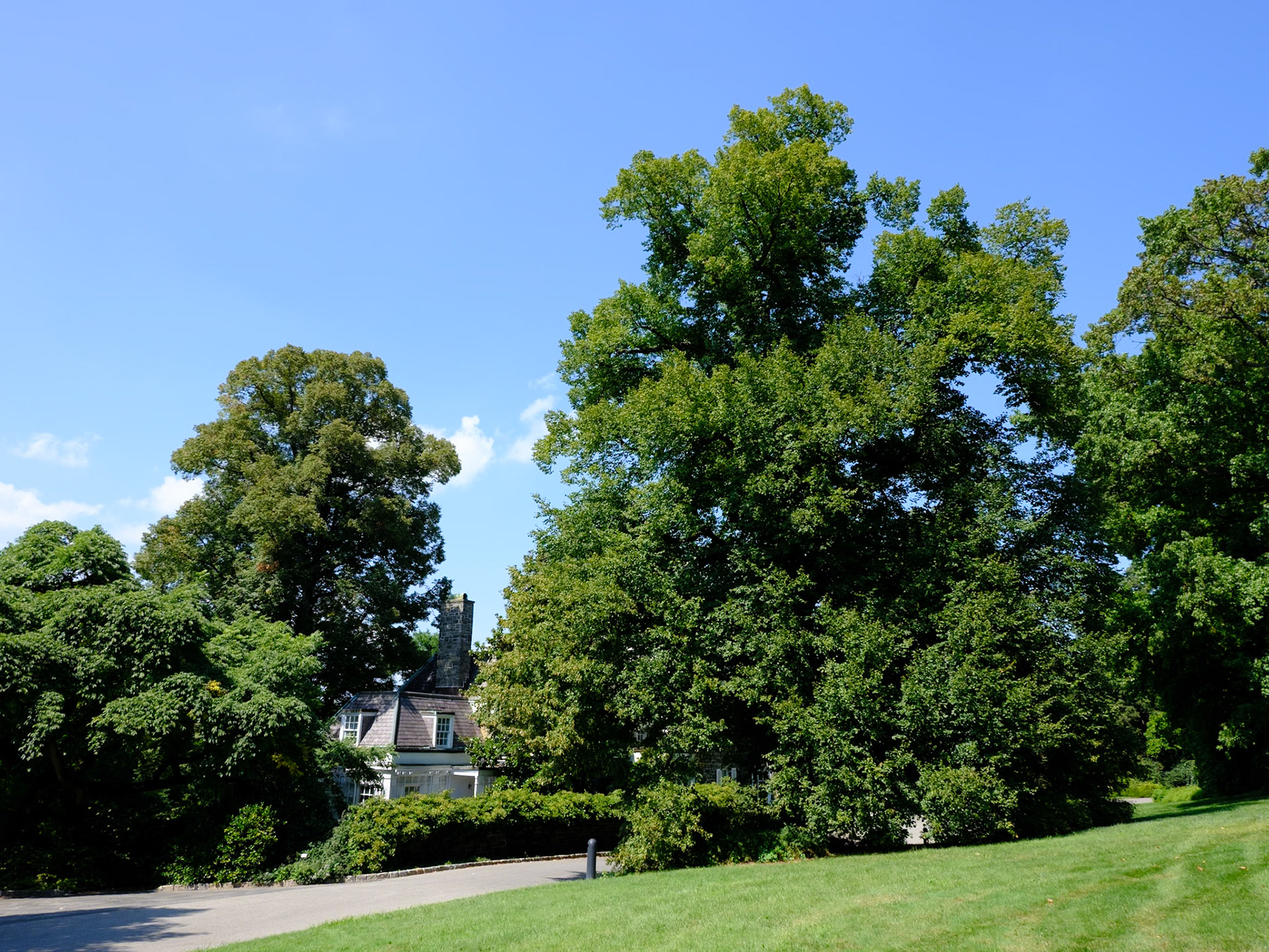 Hillside Trees Near Wave Hill House August 2024
