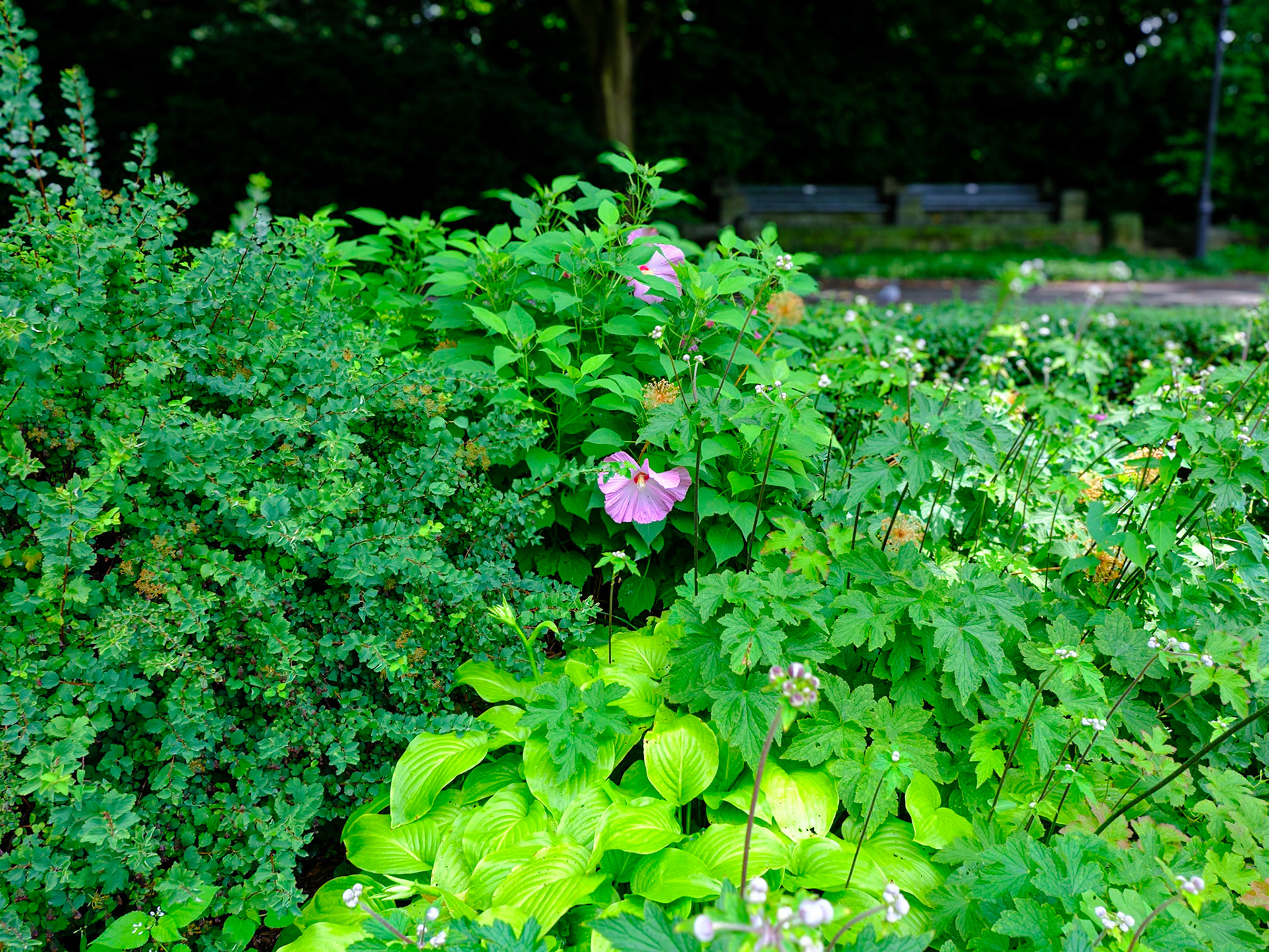 Two Orchids at Fort Tryon July 2024