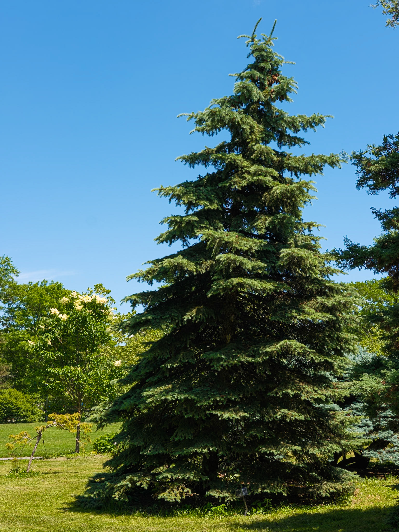 Pine Tree at Queens Botanical