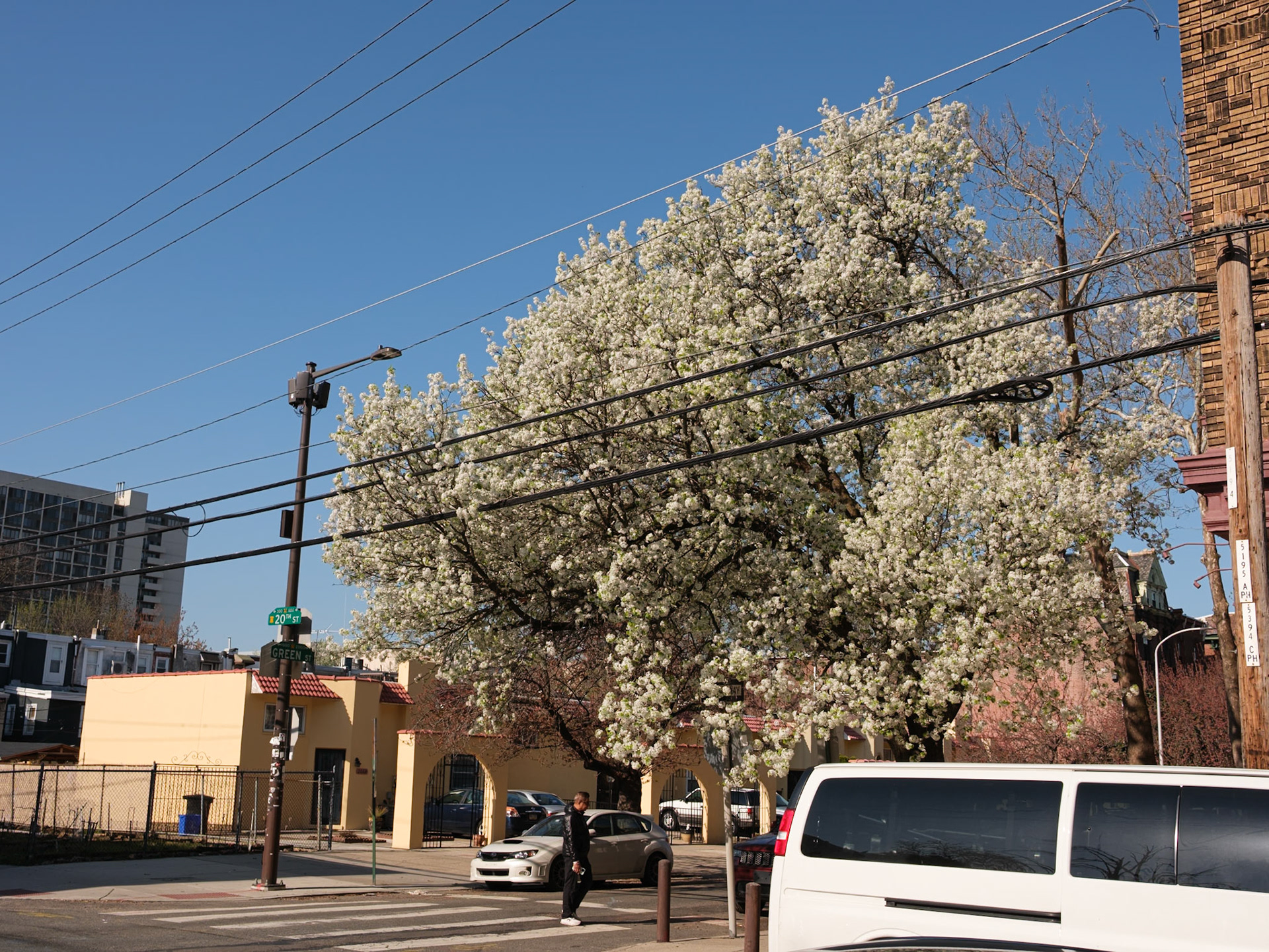 White Blooms on North 20th and Green Streets