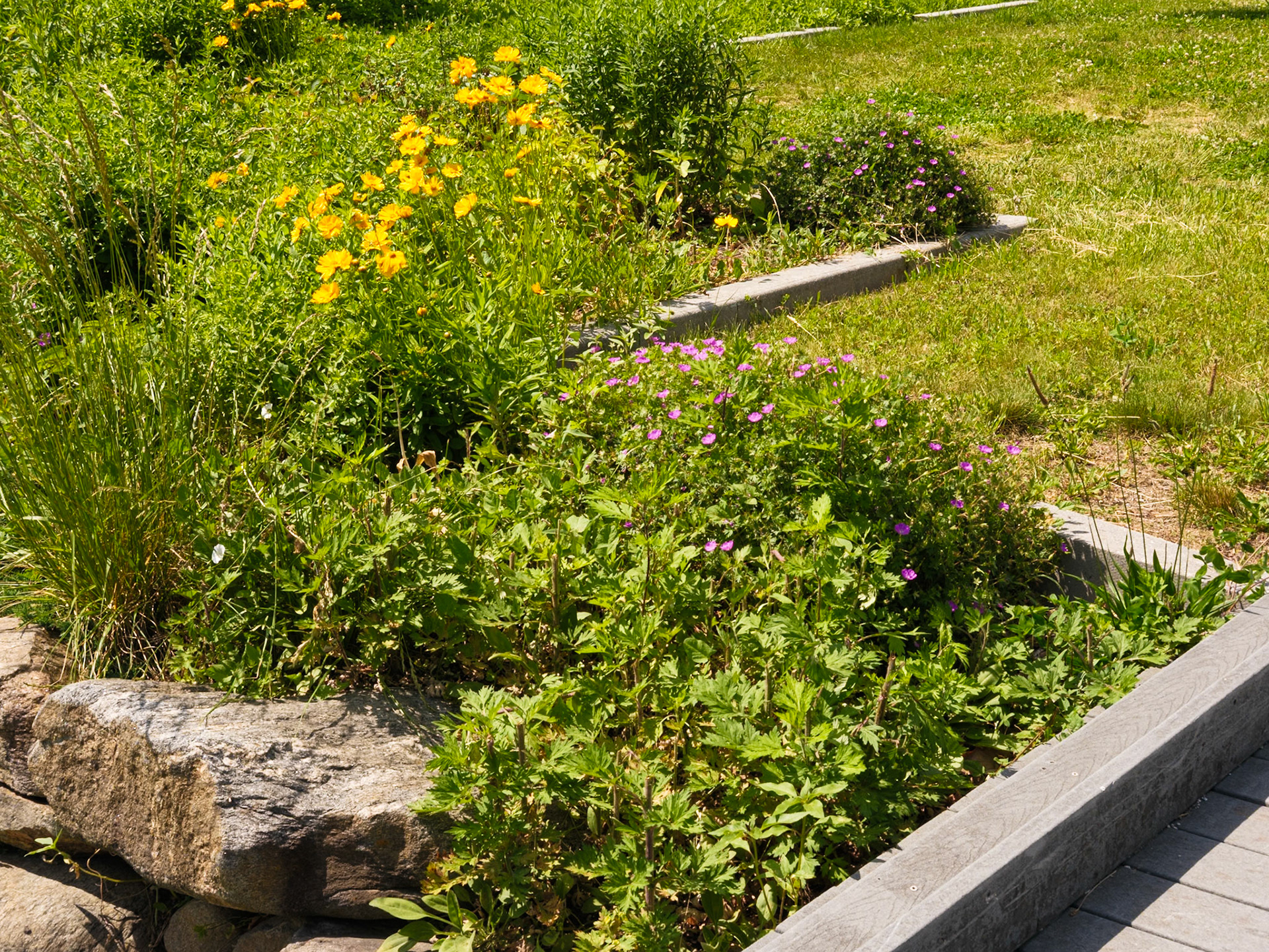 Meadow Wild Flowers at Queens Botanical