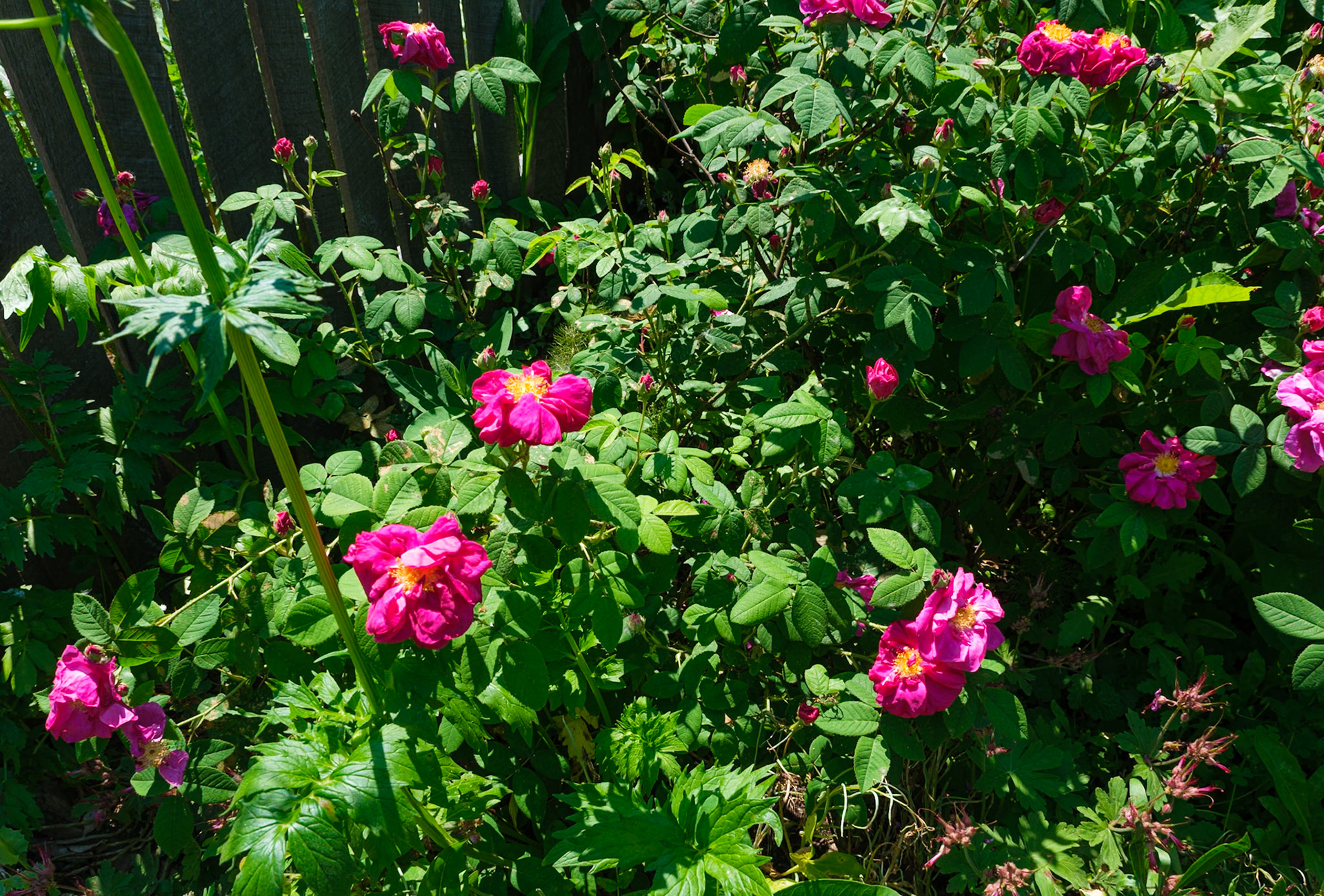 Close Up of Flowering Bush at Bartram's