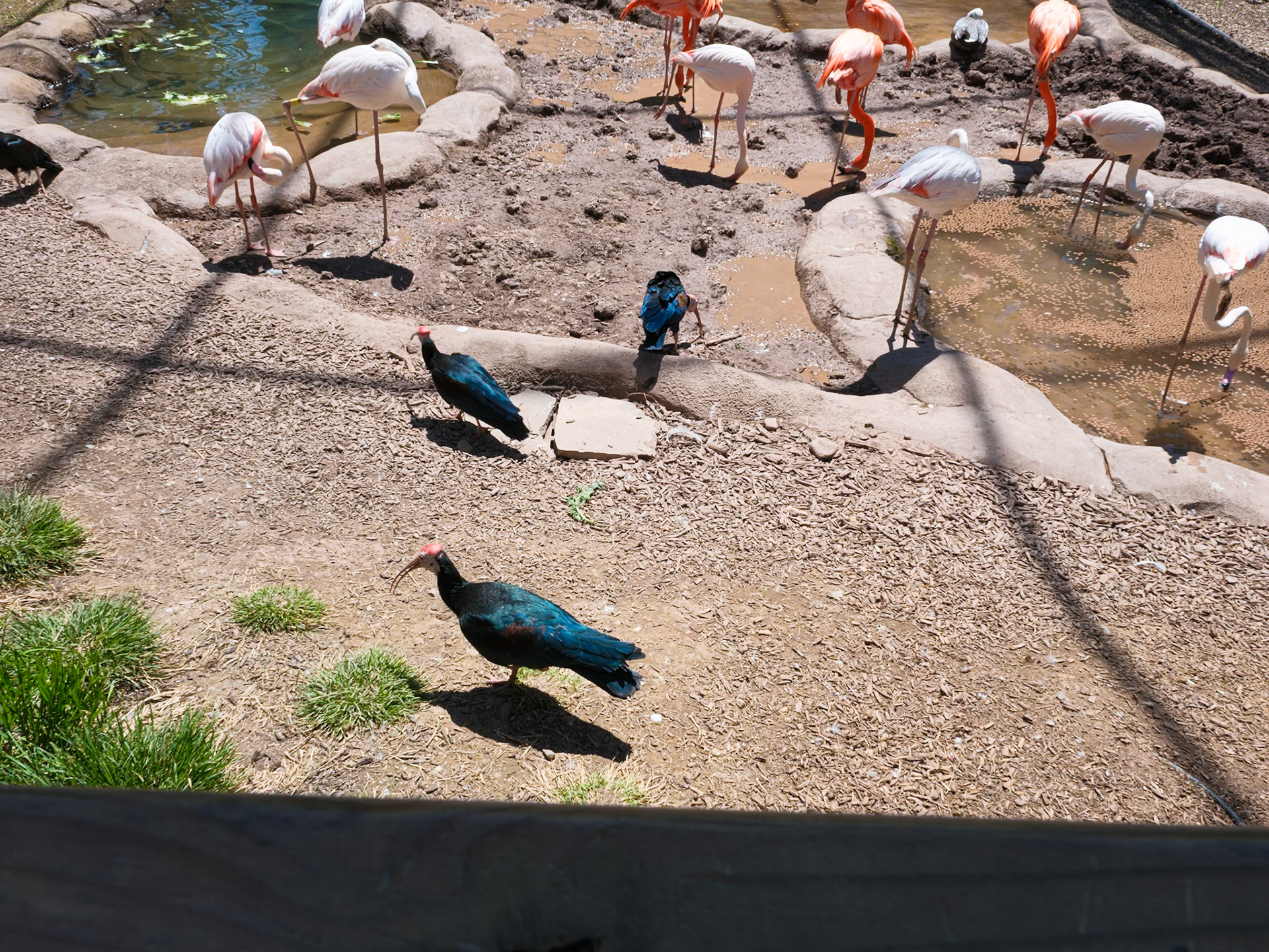 Thin Billed Birds