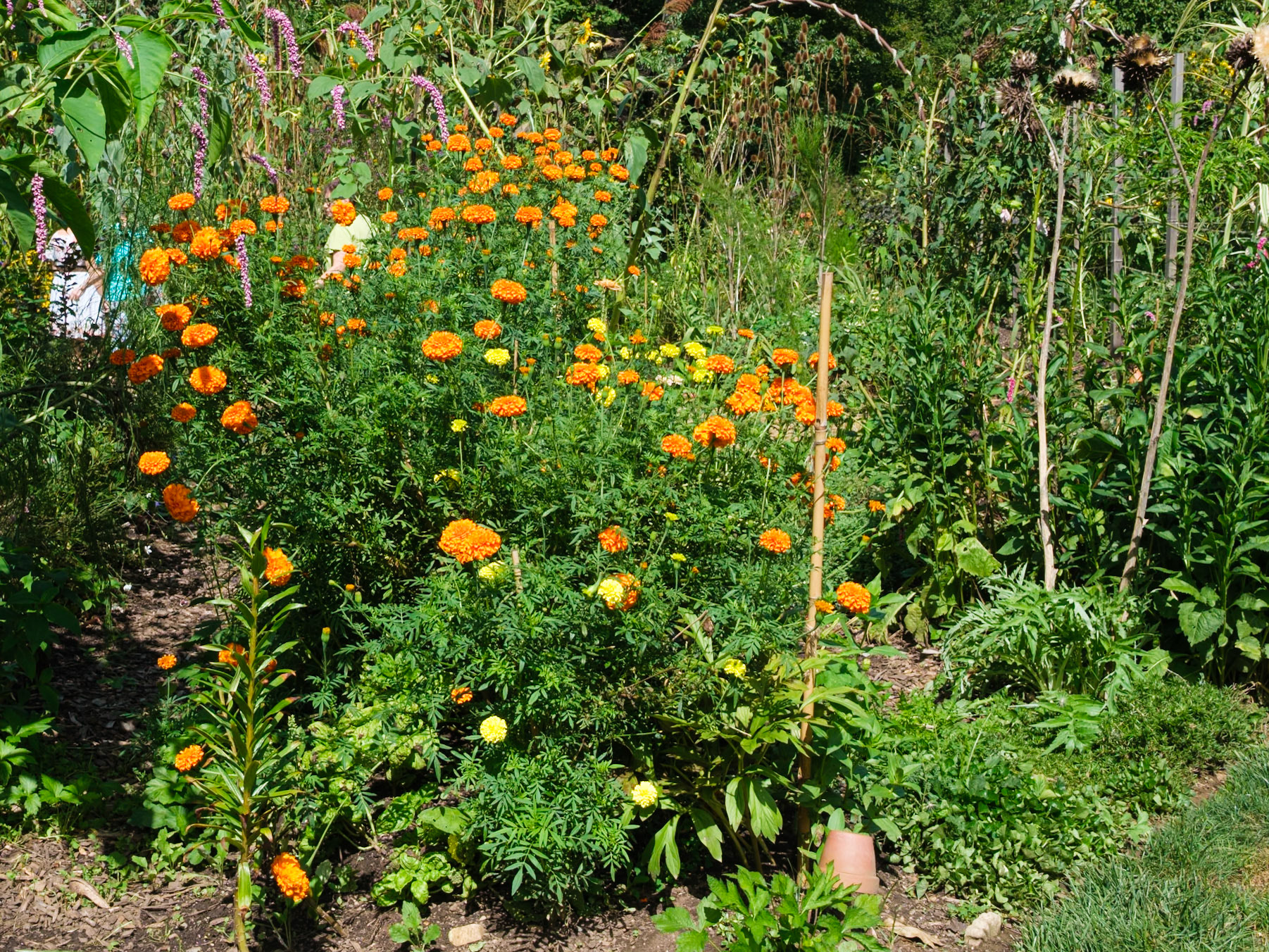 Orange Flowers at Seasonal Section at Chanticleer