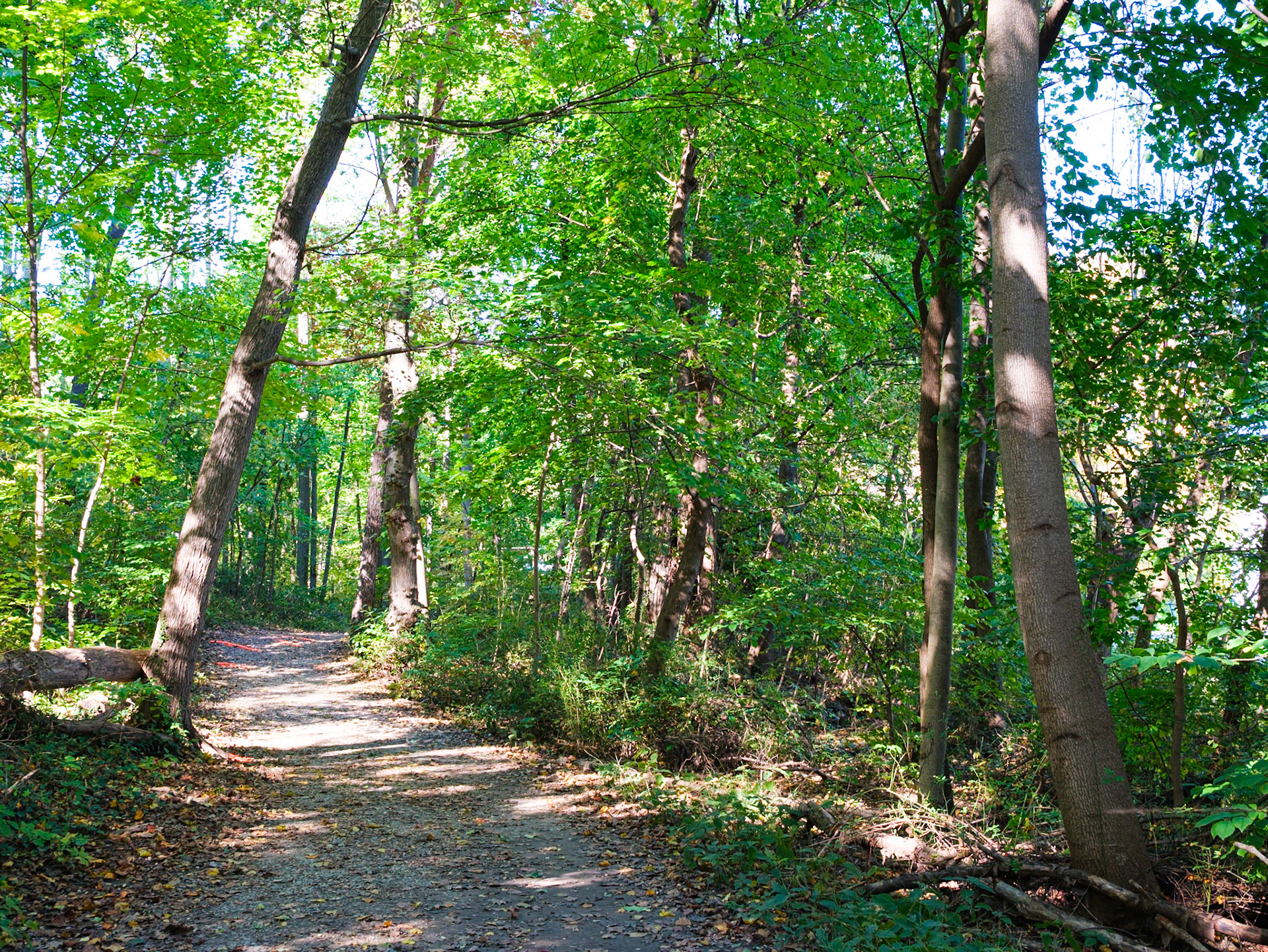 Stopping in the Woods at Haverford College