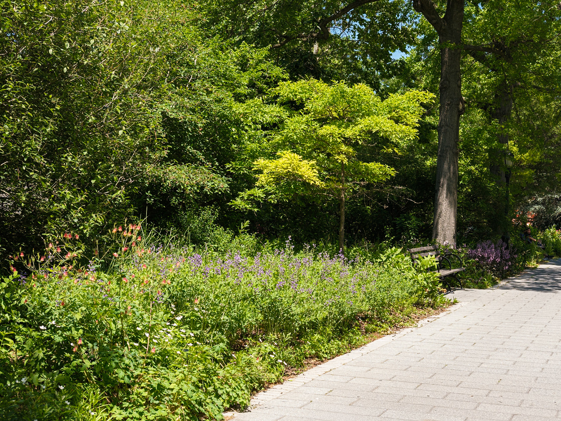 Bench and Wildflowers on Trail at Queens Botanical
