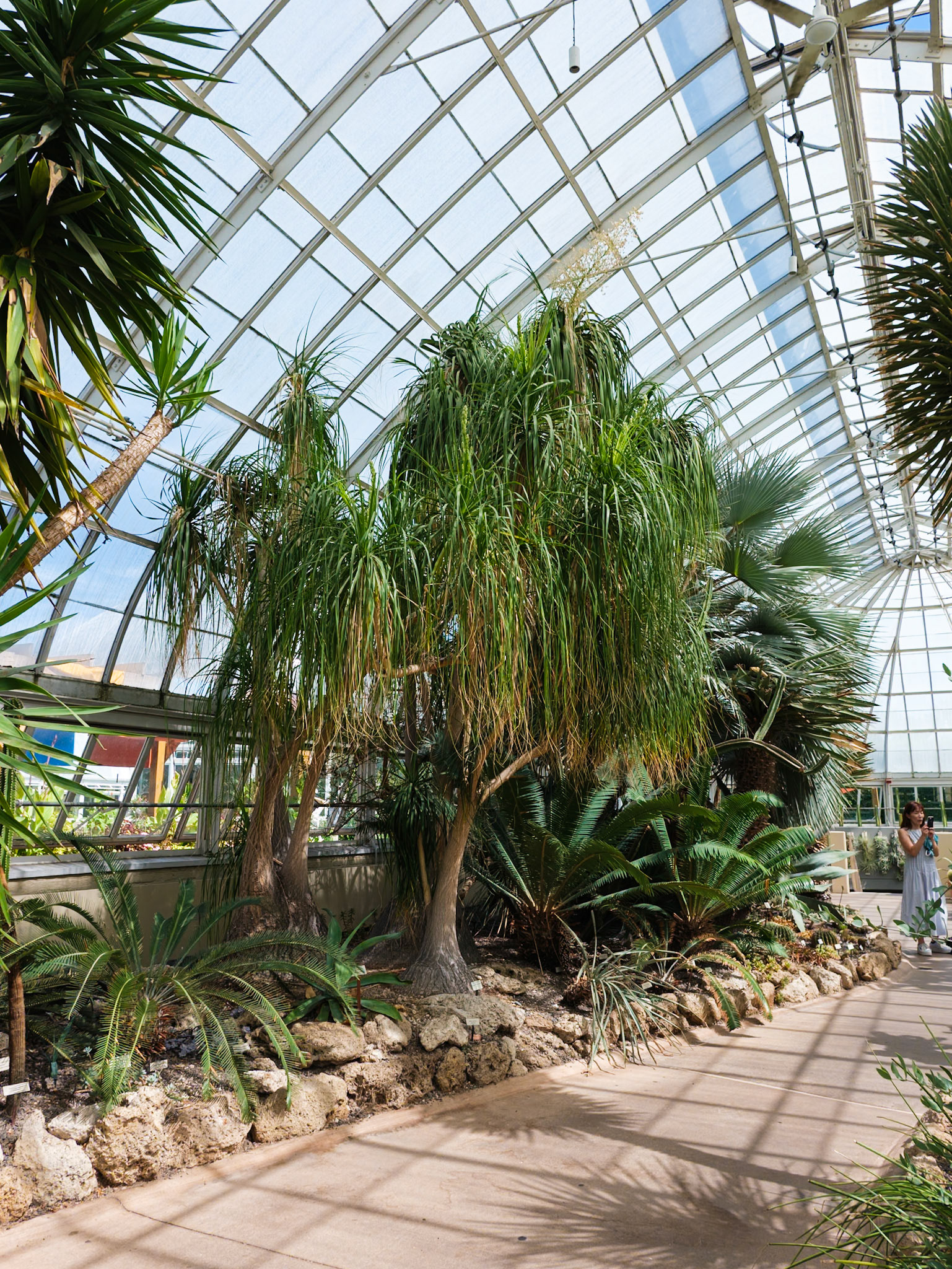 Desert Trees in the Conservatory