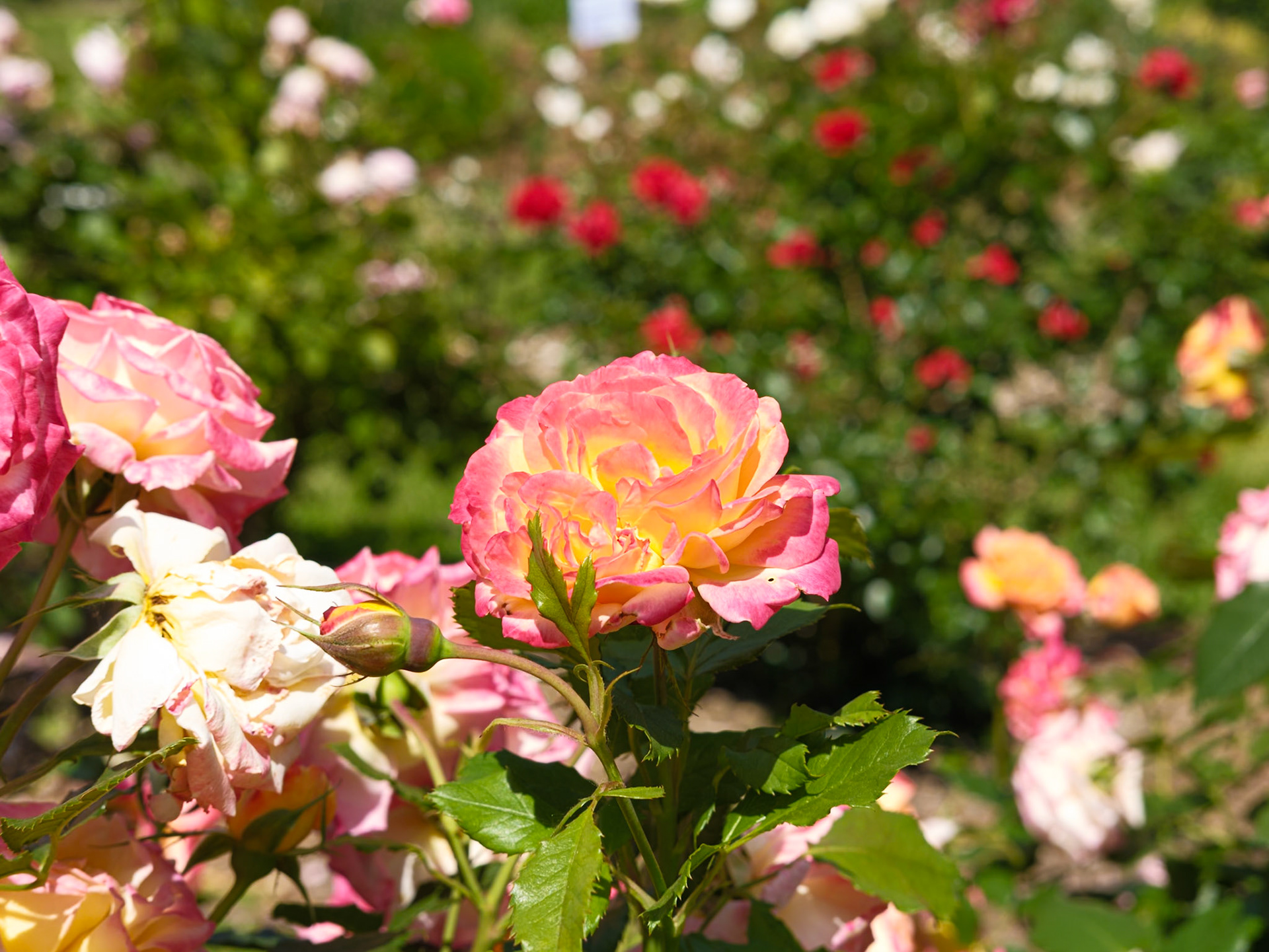 Roses and Bulb at Queens Botanical Garden