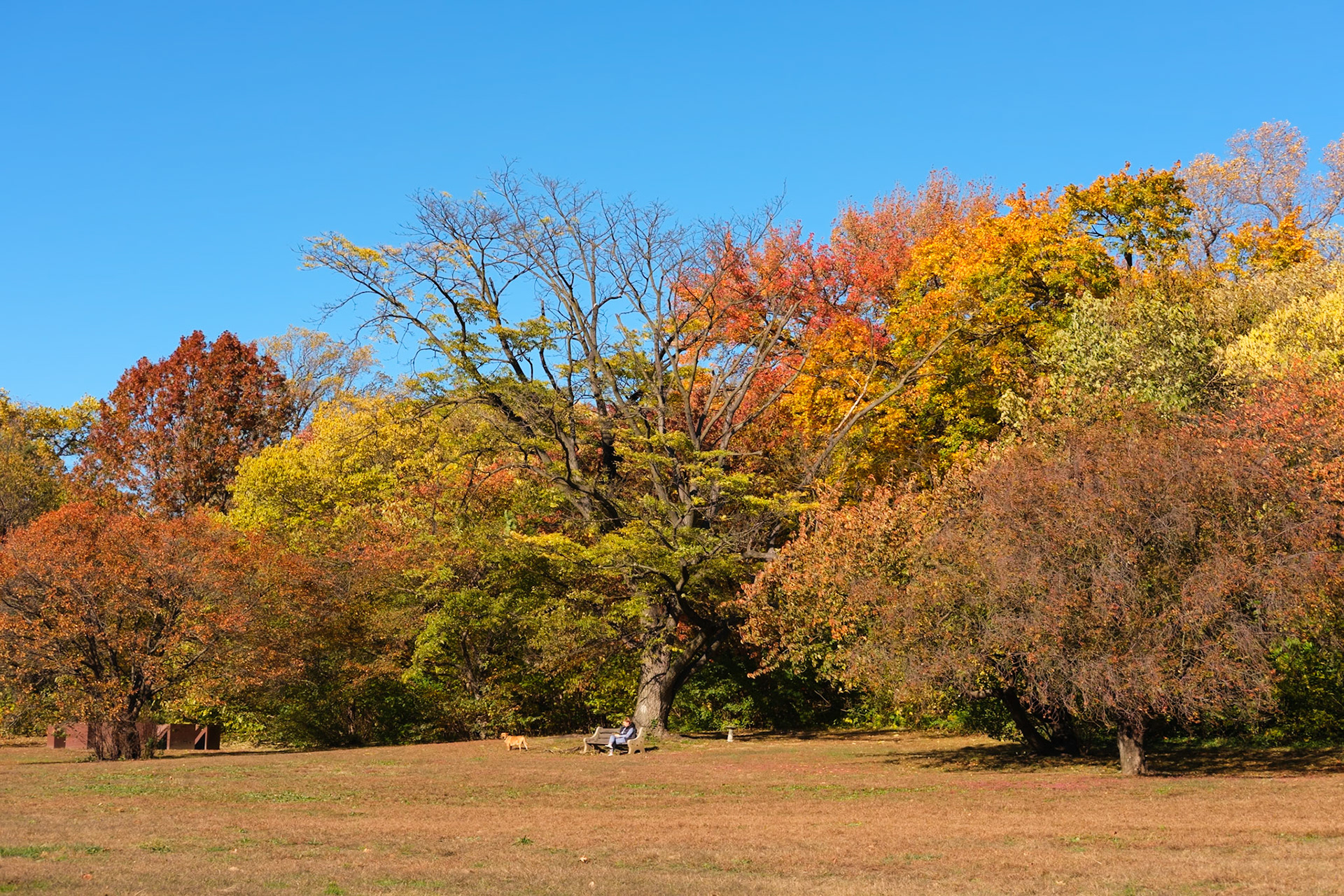 Lone Bench and Grove with Bare Tree