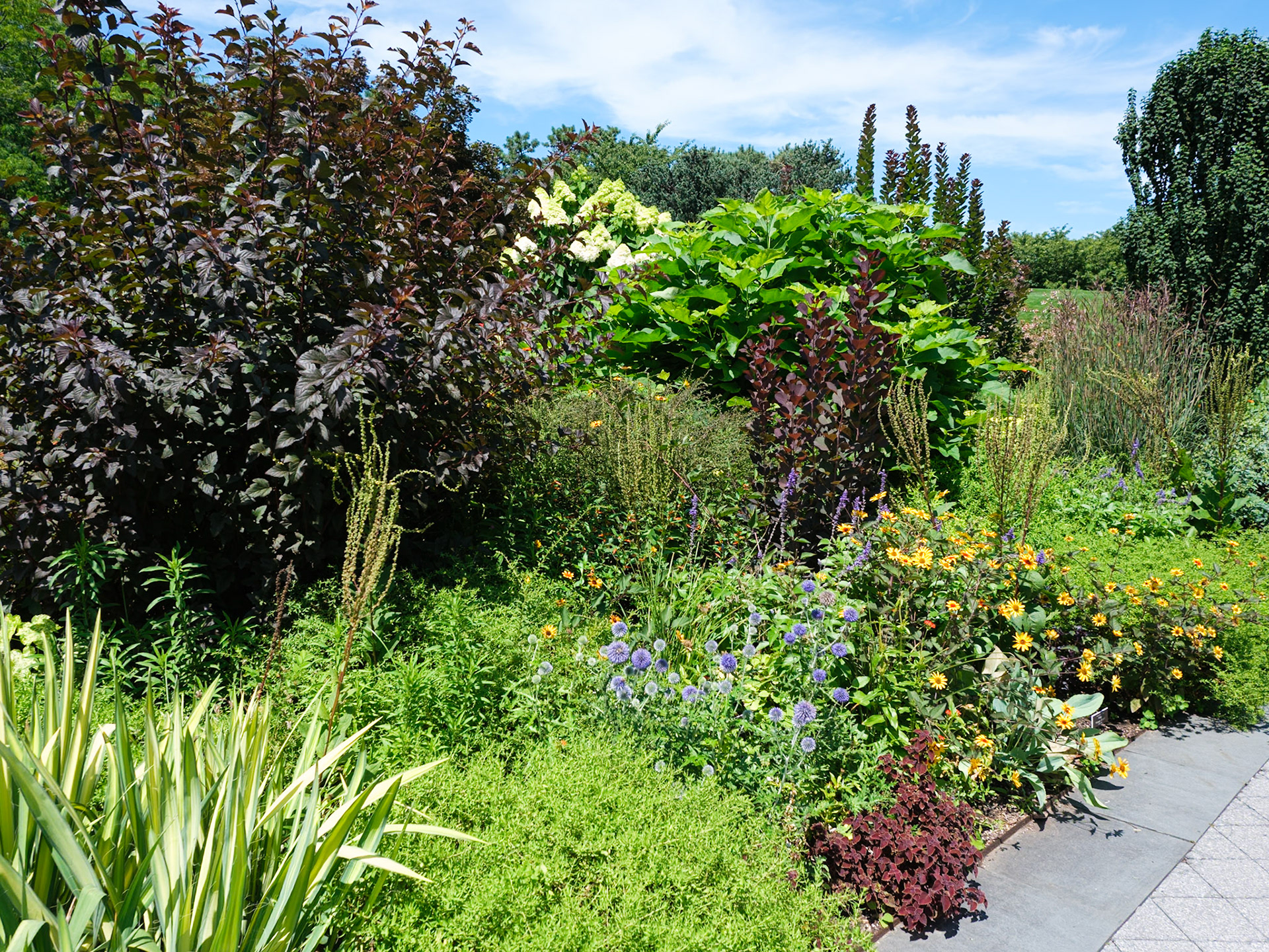 Perennial fronting patio at NYBG