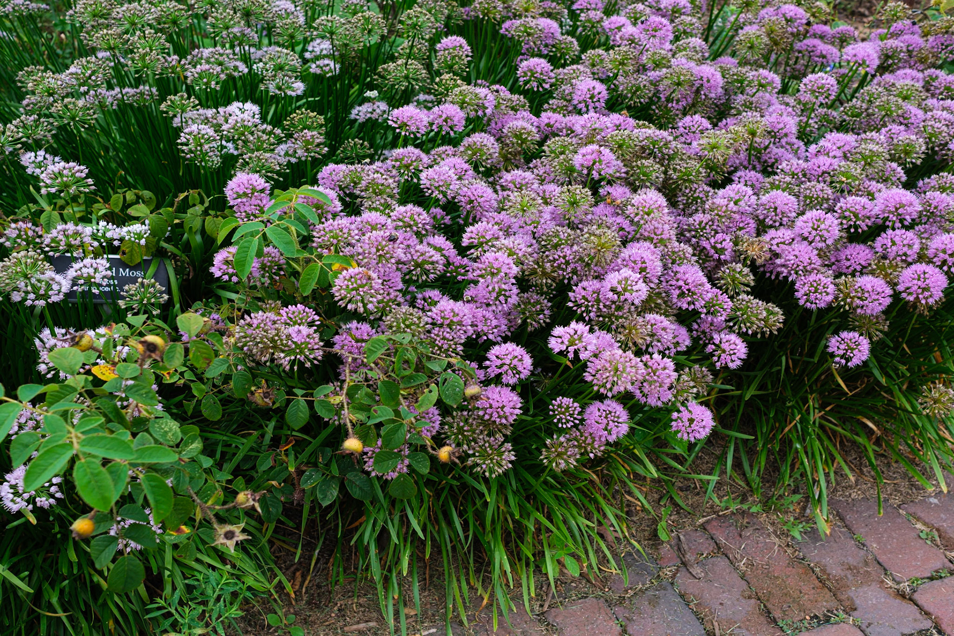 Flowering Bee Bush at the Brooklyn Botanic Garden