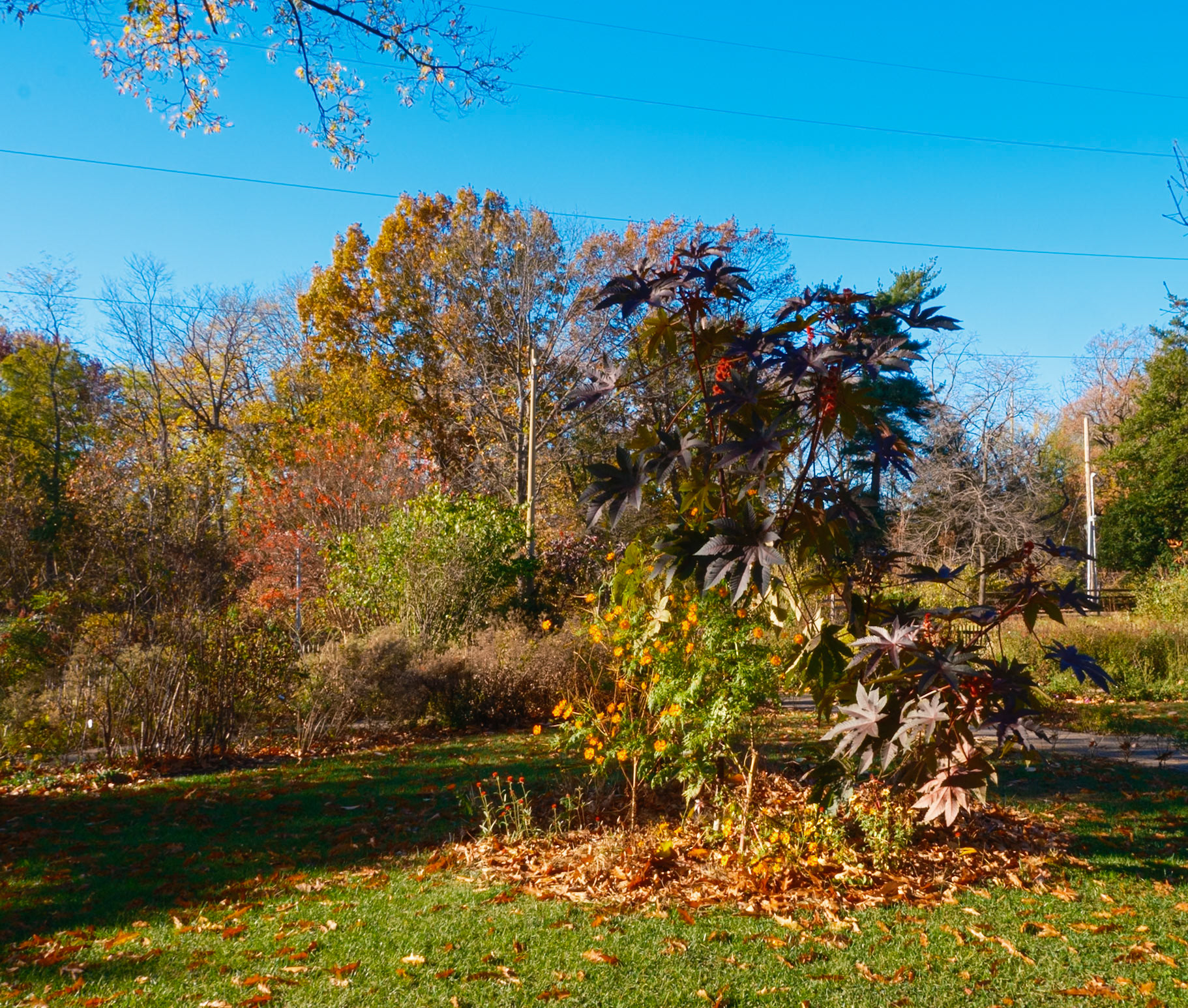 Bartram’s Yard in November