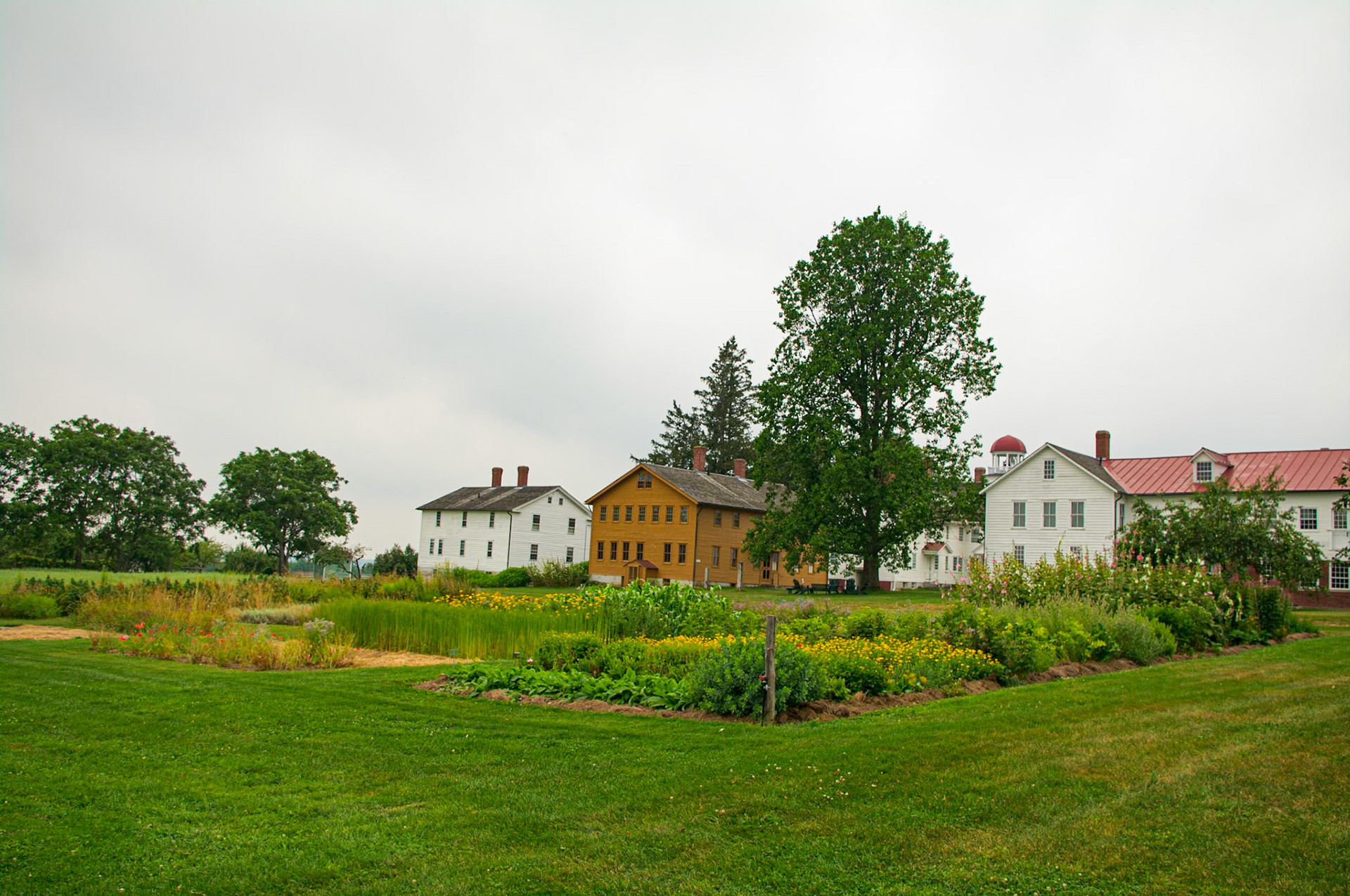 Canterbury Shaker Village With Tall Tree