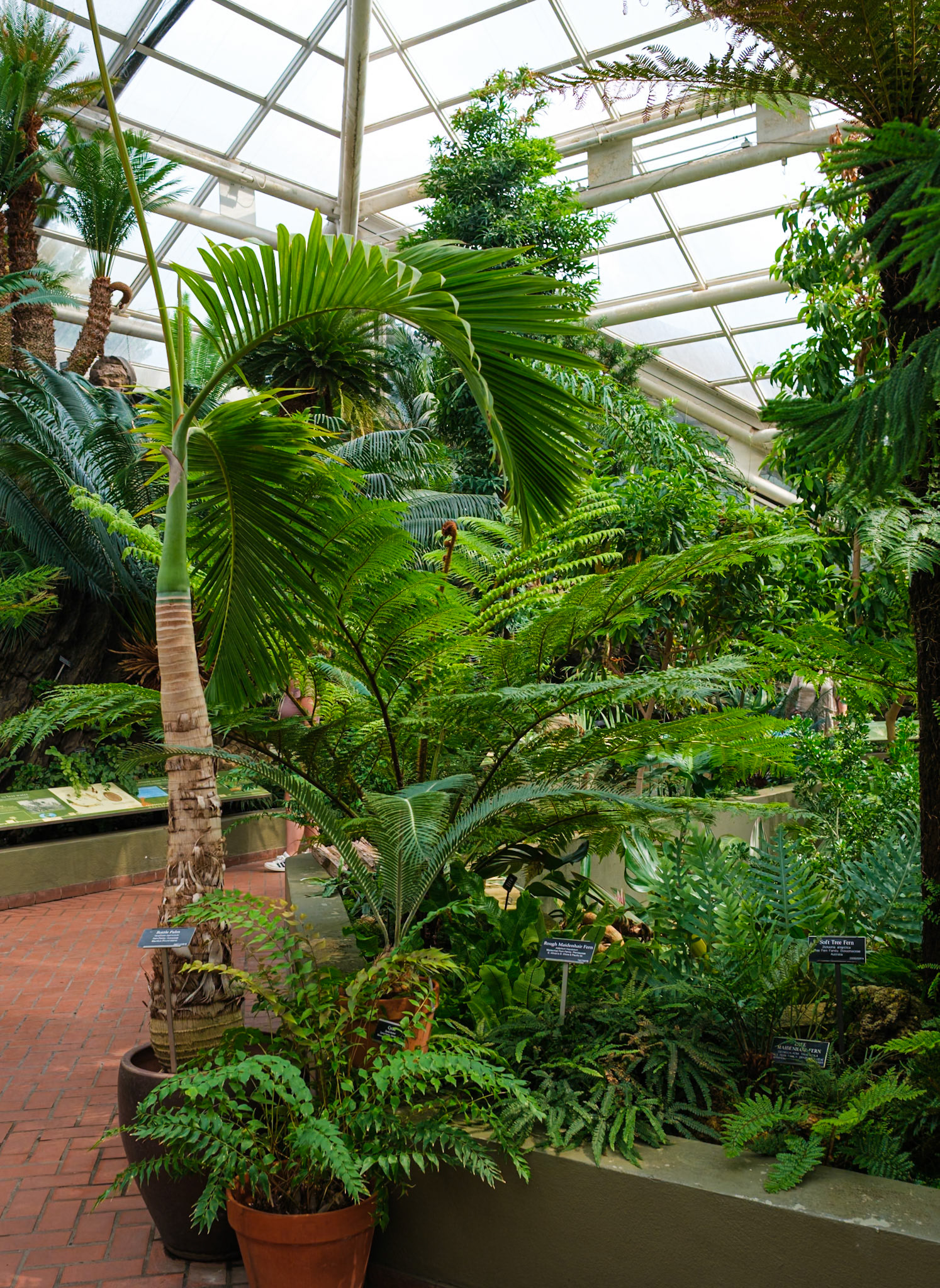Palm Court Ferns Brooklyn Botanic