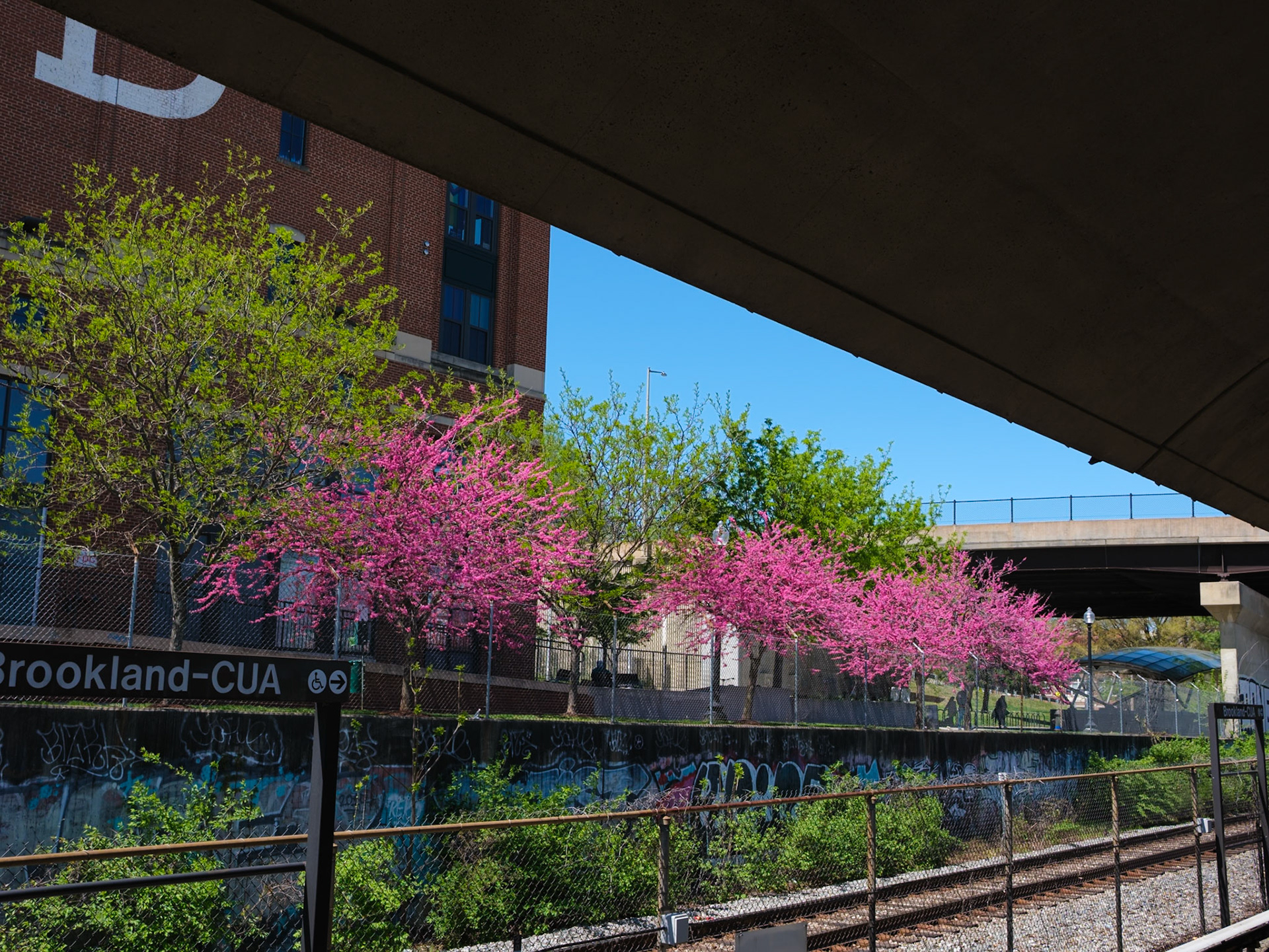 Blossoms Near Metro Stop