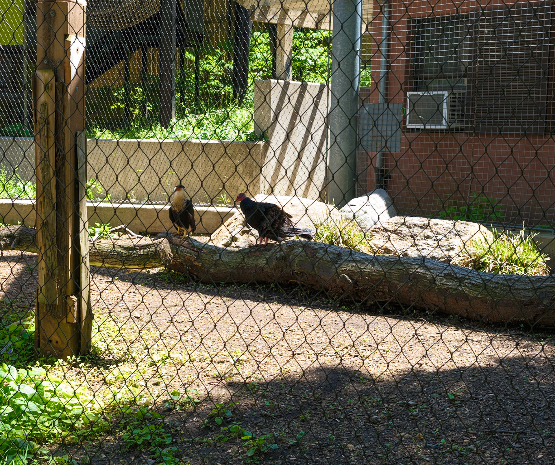 Two Vultures