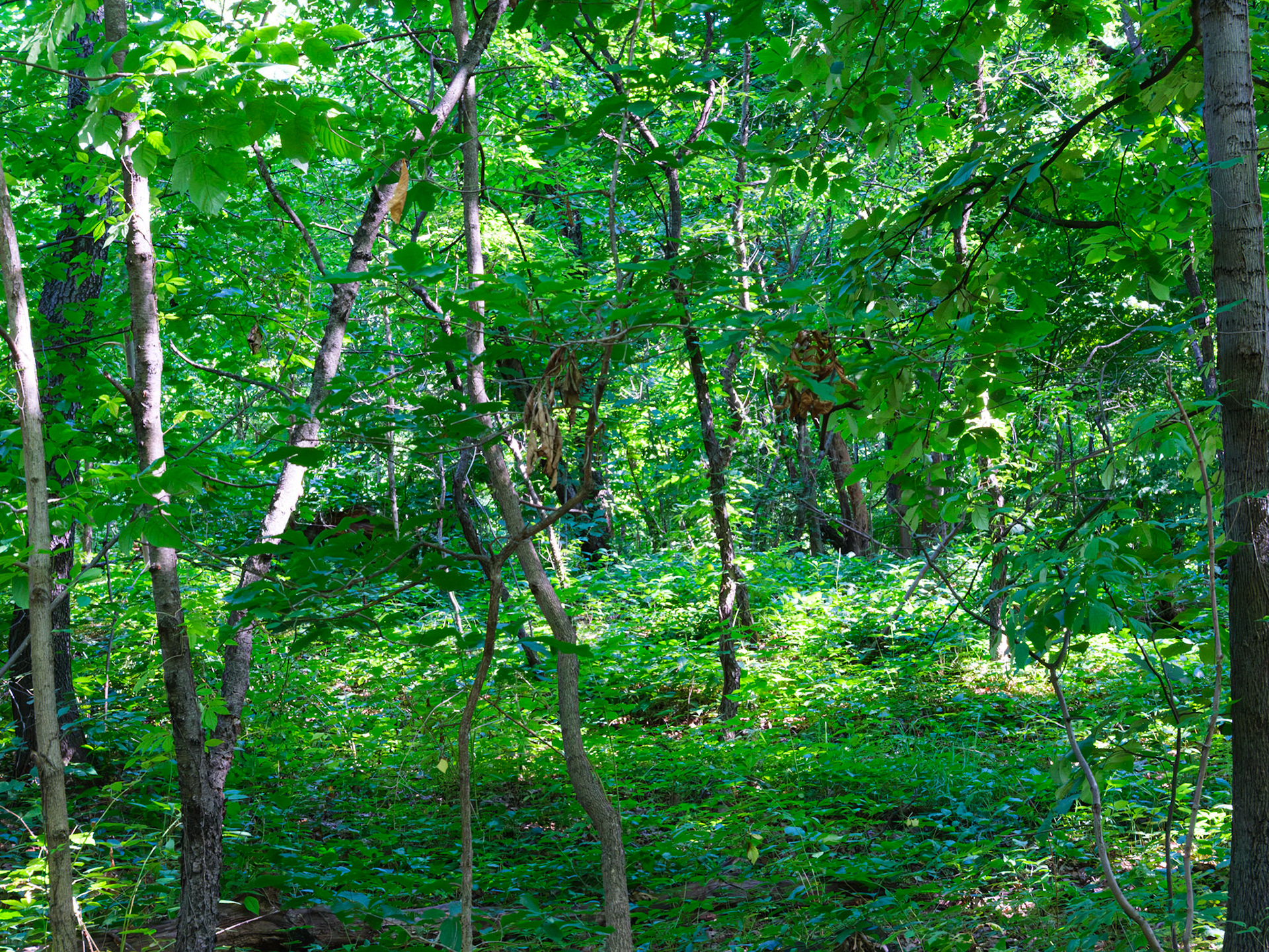 Native Forest Trail at the New York Botanical