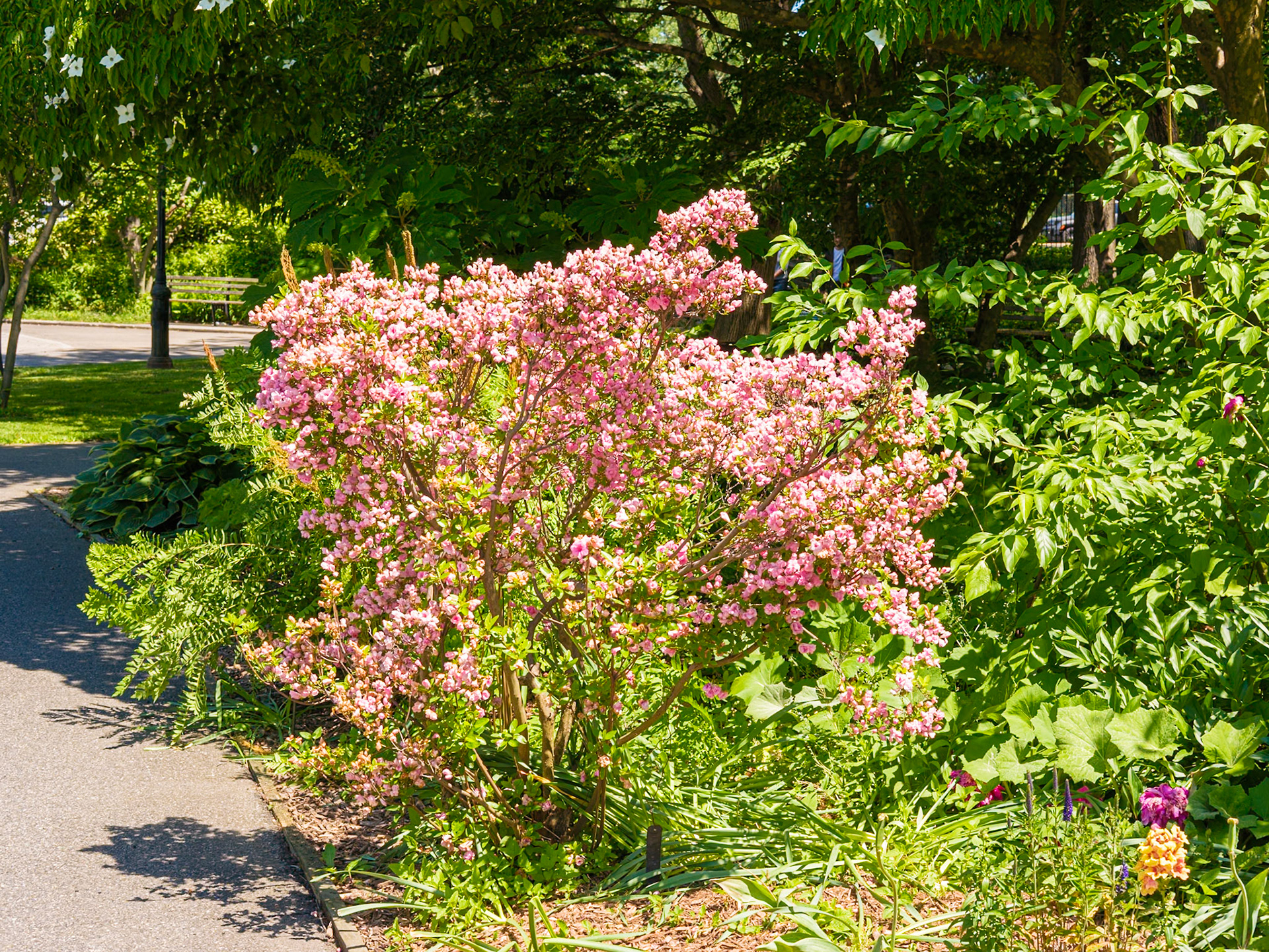 Flowering Bush at Queens Botanical