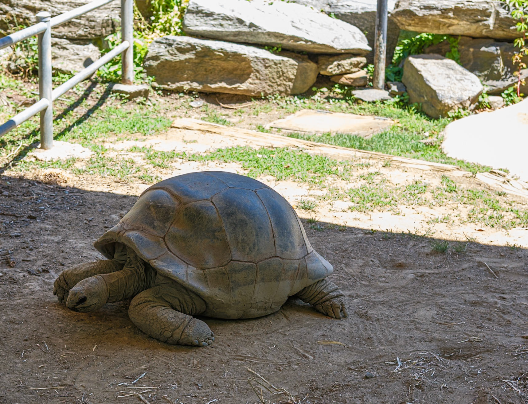 Shaded Giant Tortoise