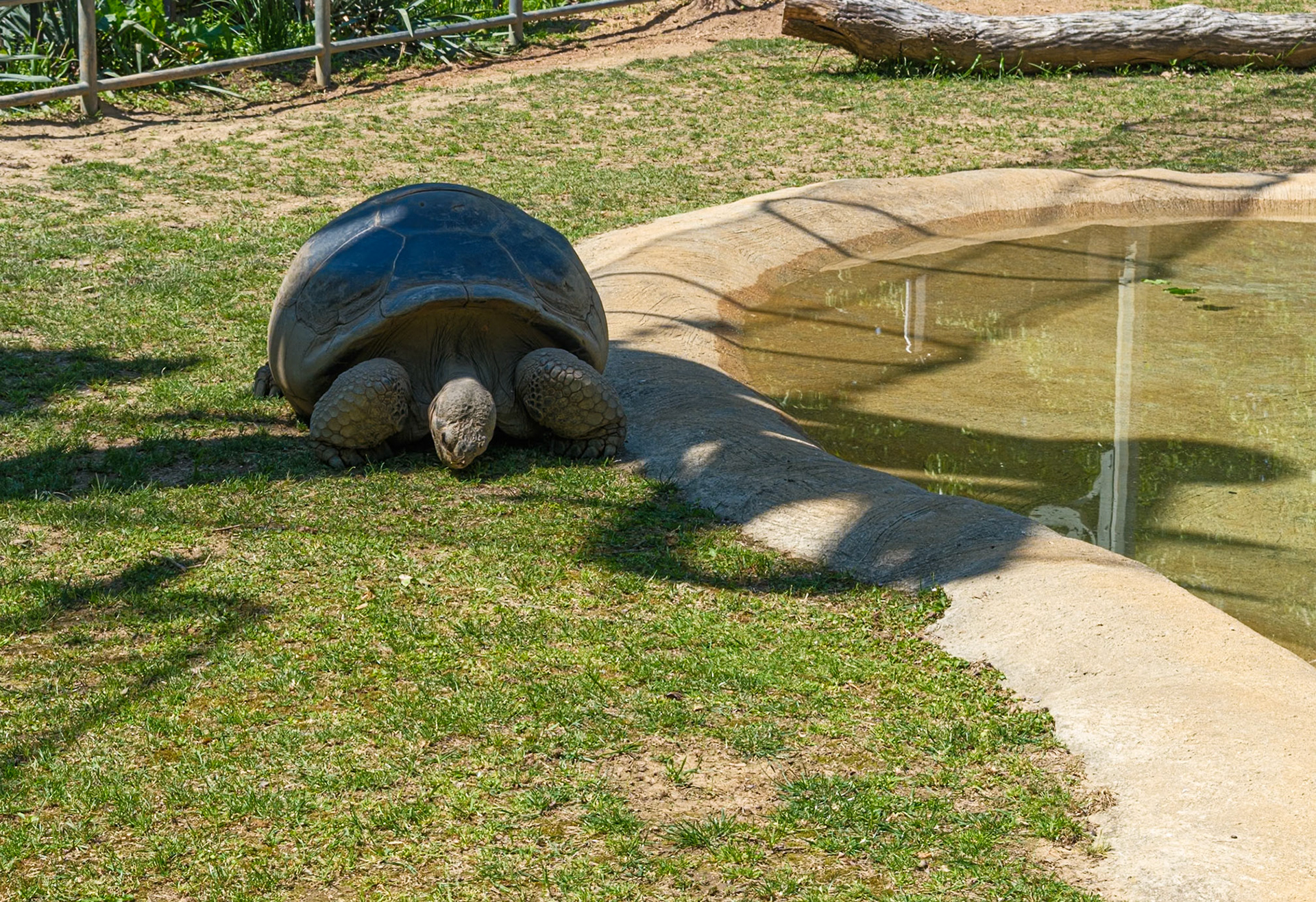 Giant Tortoise Head View