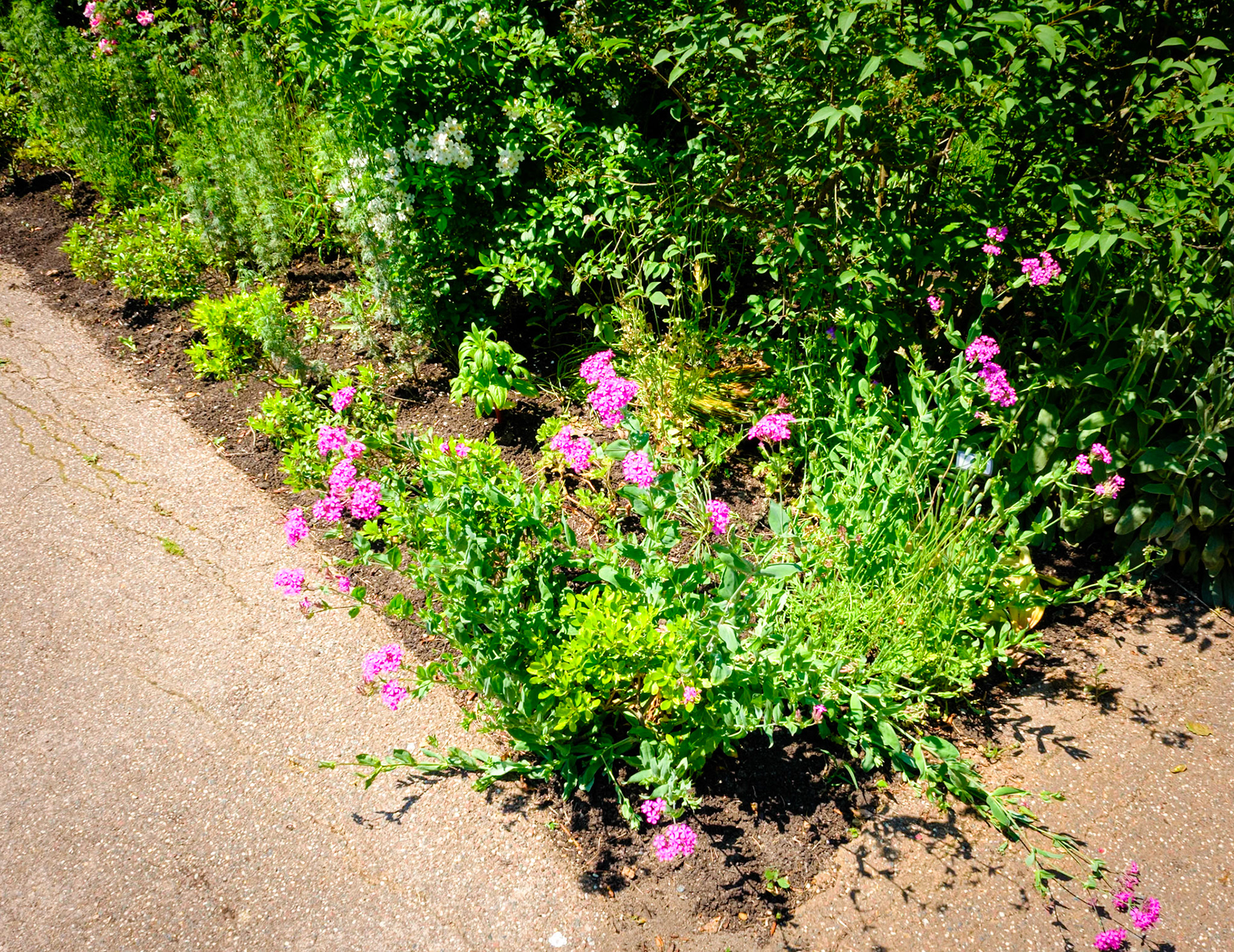 Pink Flowers at Bartram’s