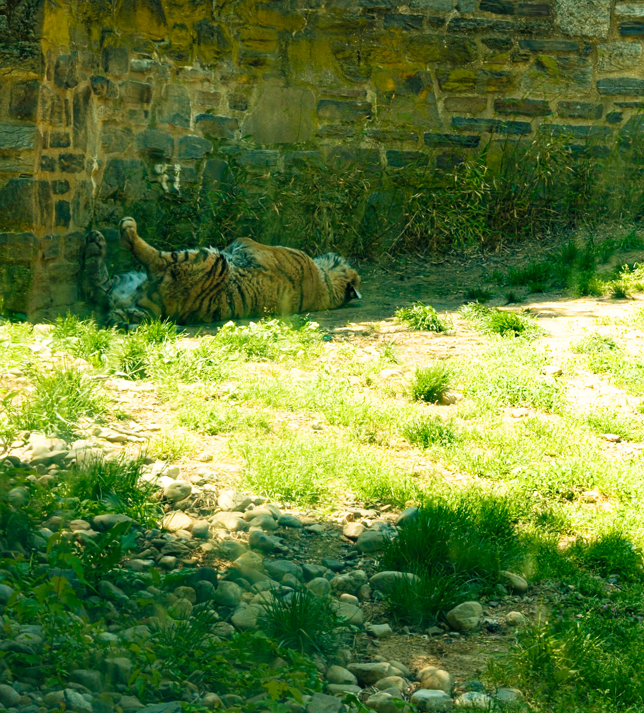 Sleeping Tiger
