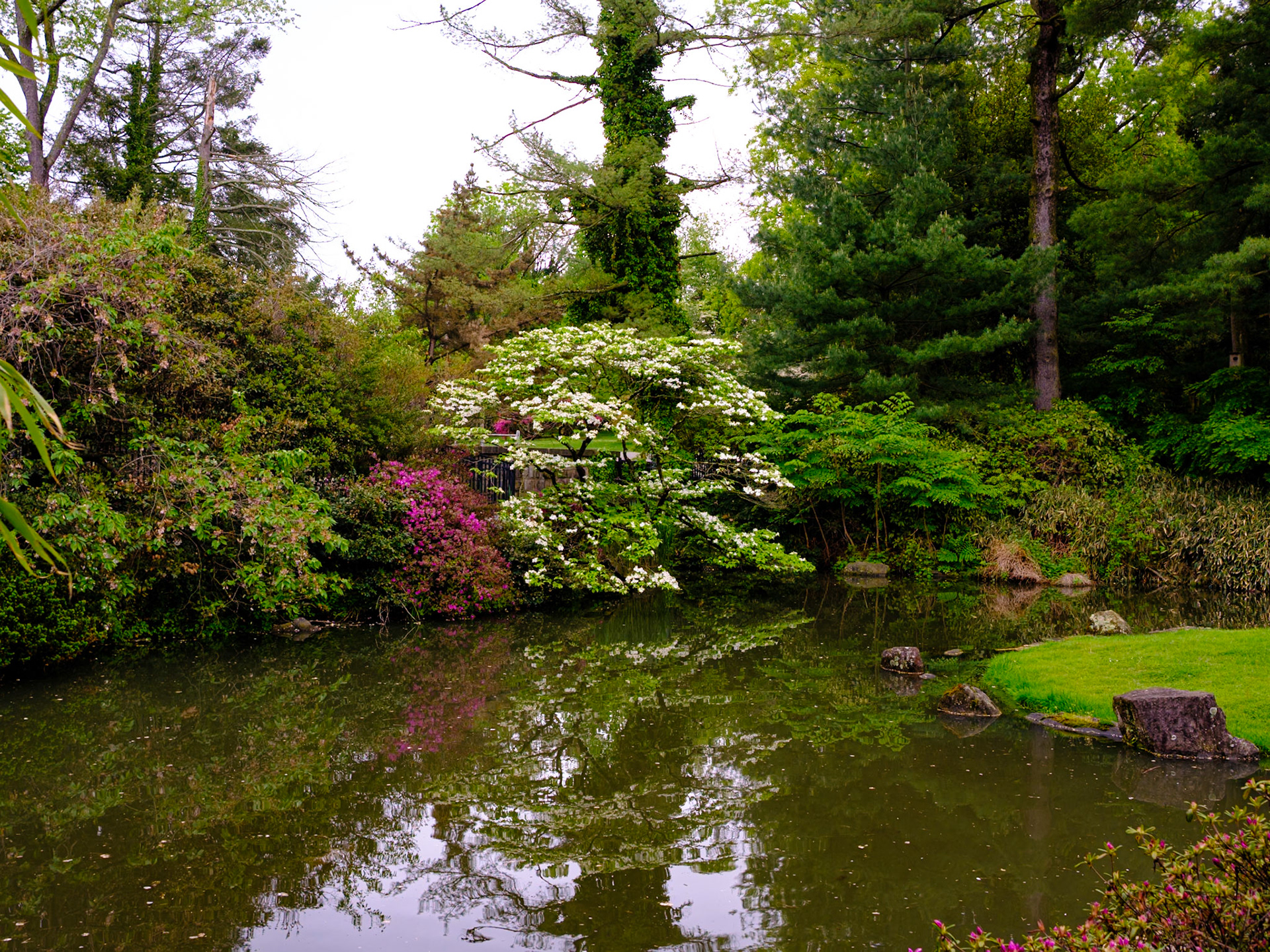 Reflecting Bushes at Japanese House Pond