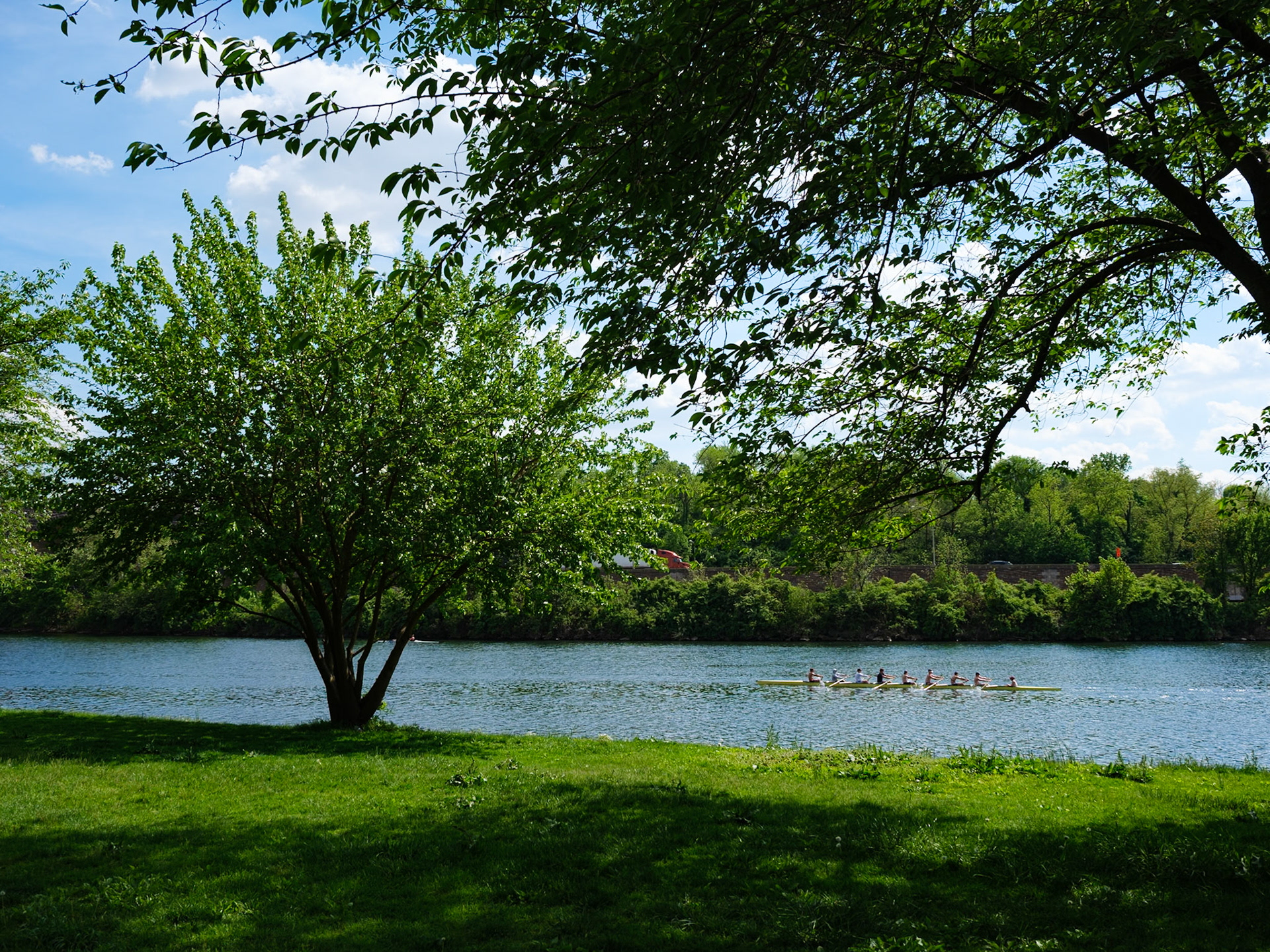 Tree and Rowers Along Fairmount Park