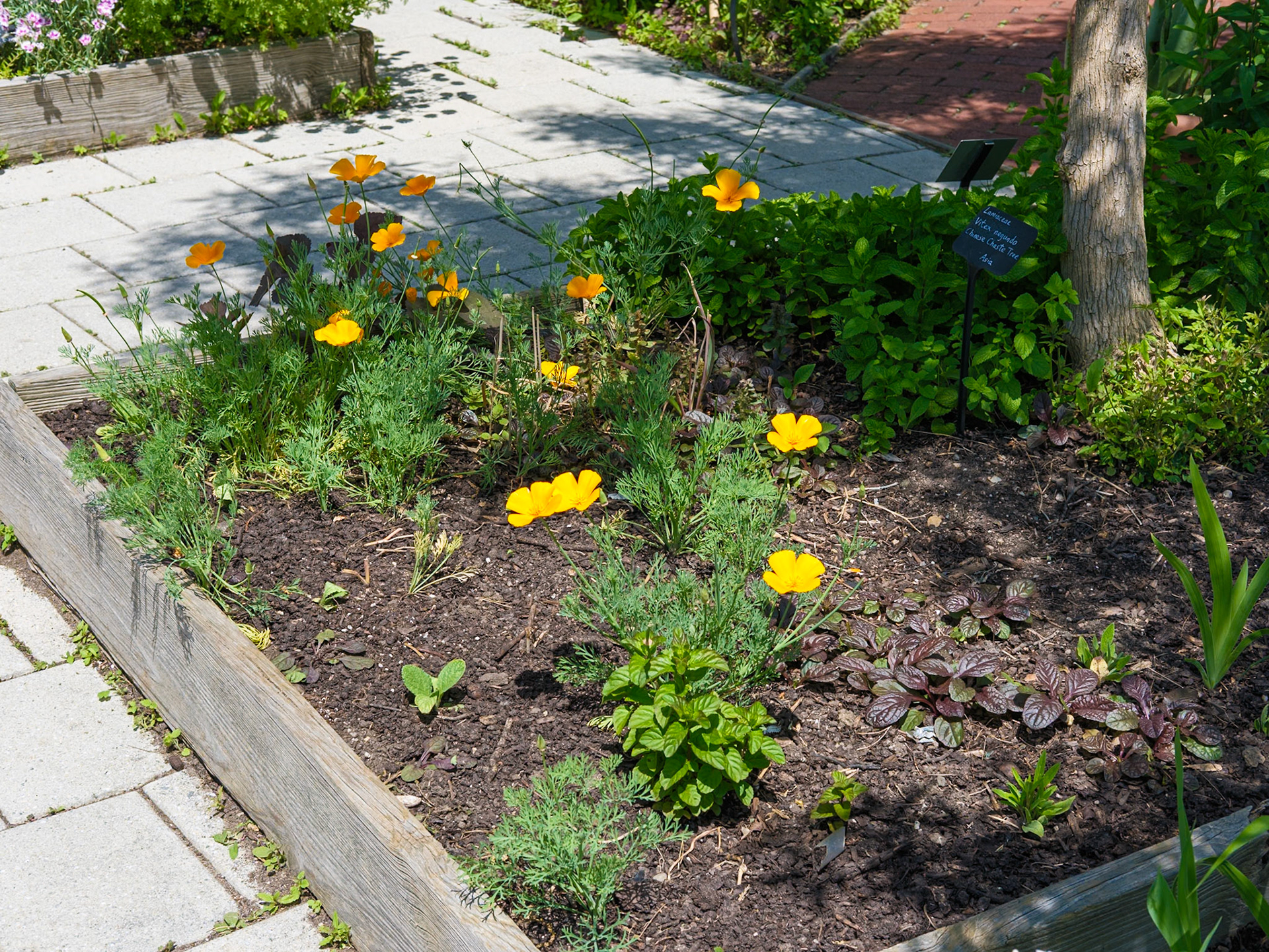 Yellow Petals at Educational Garden at Queens Botanical