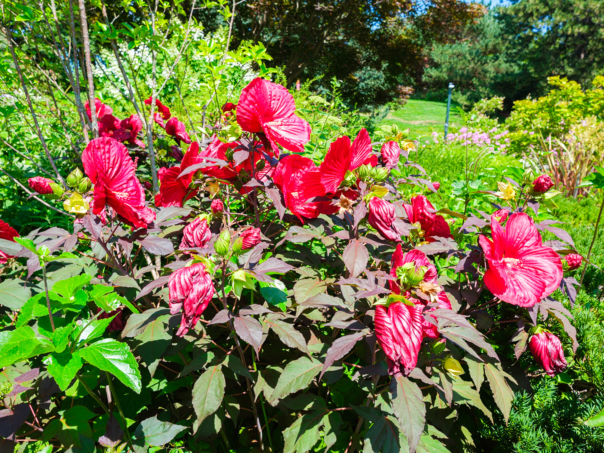 Red Perennials at Plaza New York Botanlical