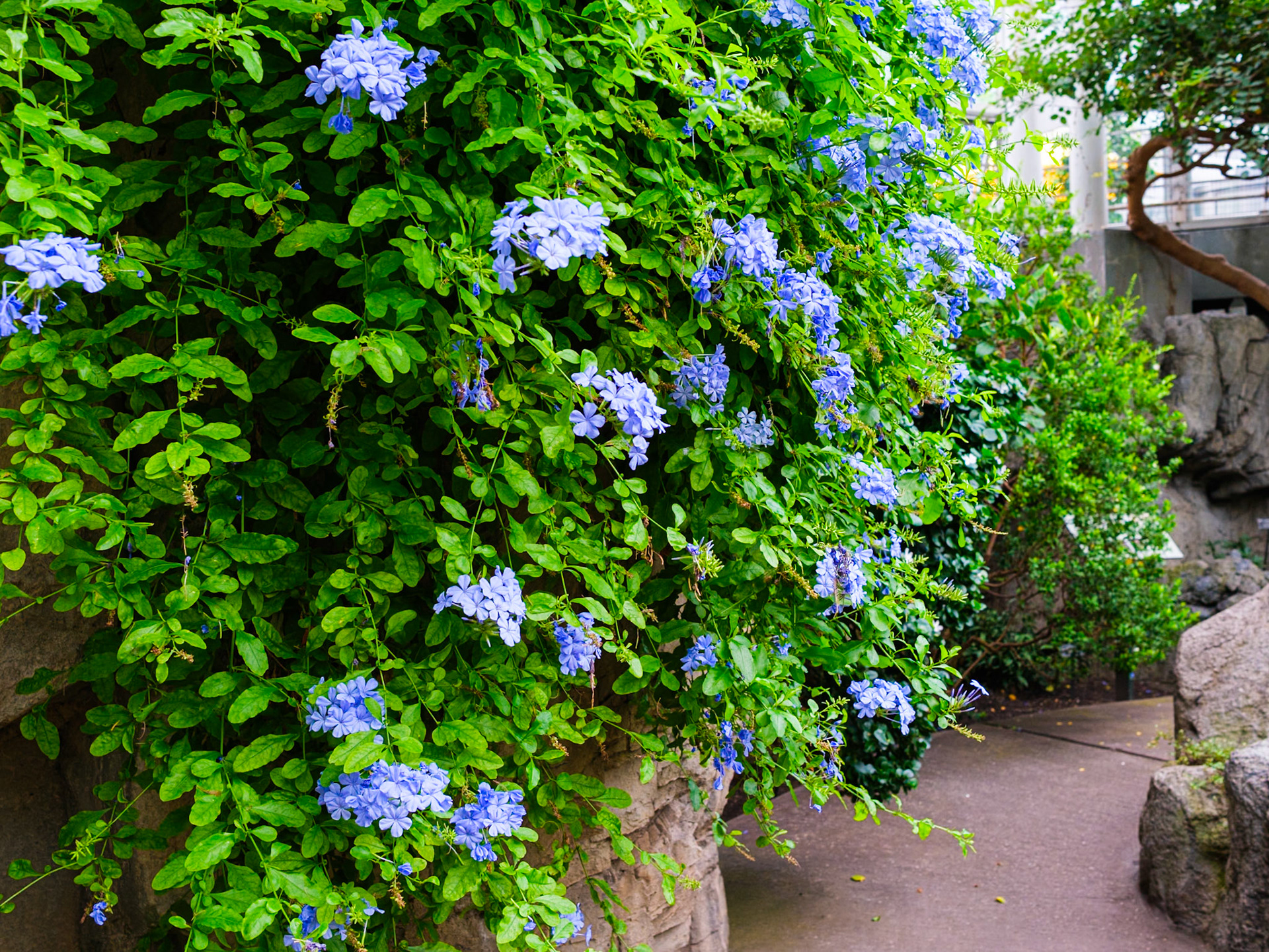 Blue Flowers in Temperate Hall Brooklyn Botanic
