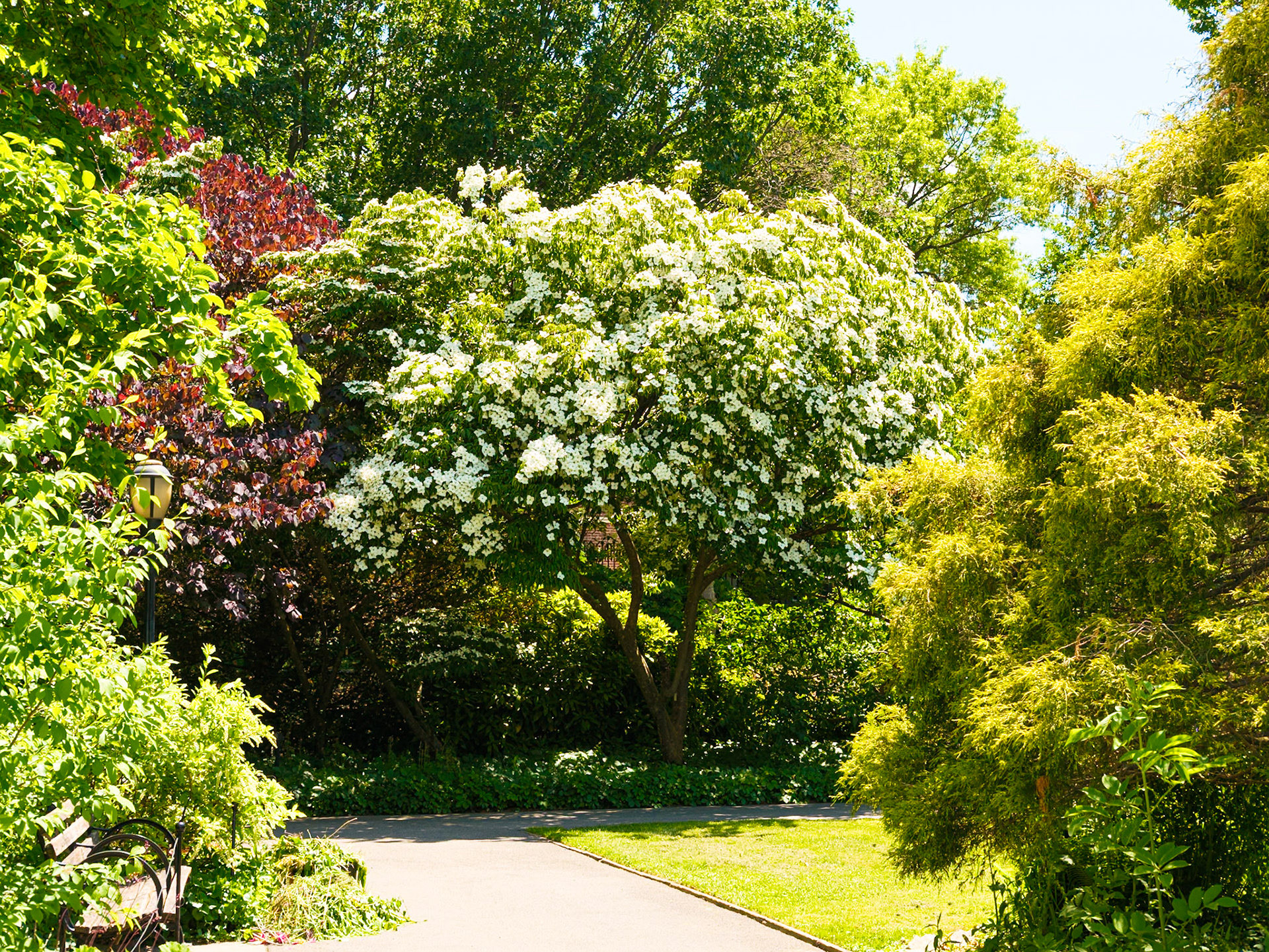 Flowering Tree at Queens Botanical