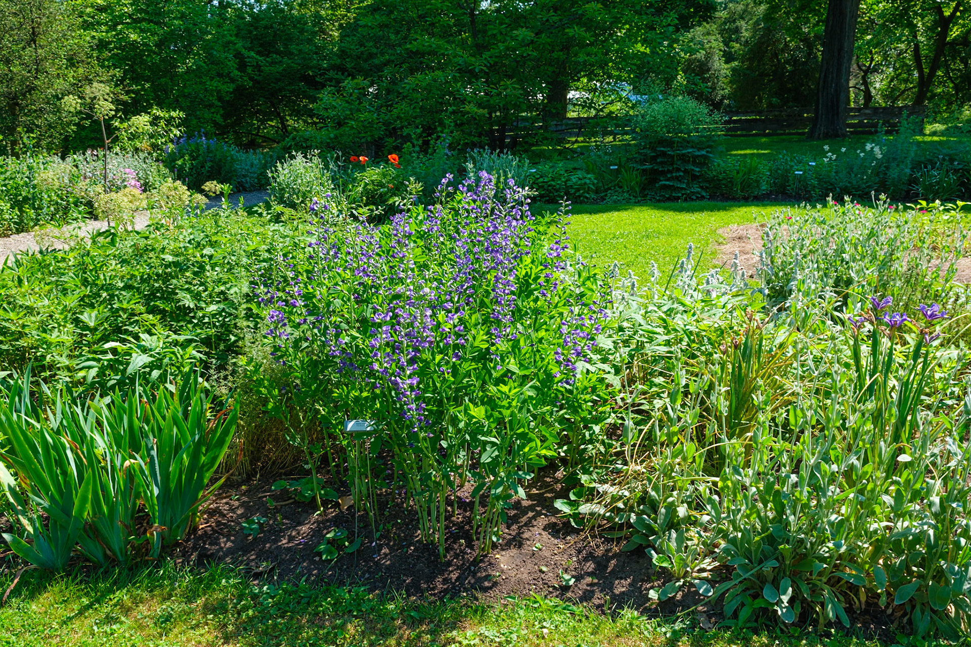 Plot of Flowering Plants at Bartram's