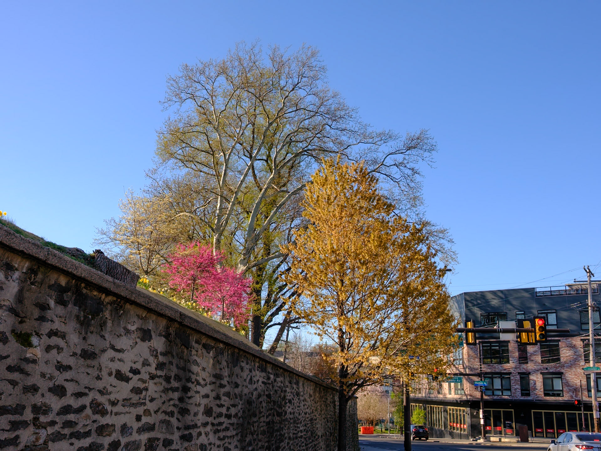 Tree Colors along Ridge Avenue Near Allegheny Avenue