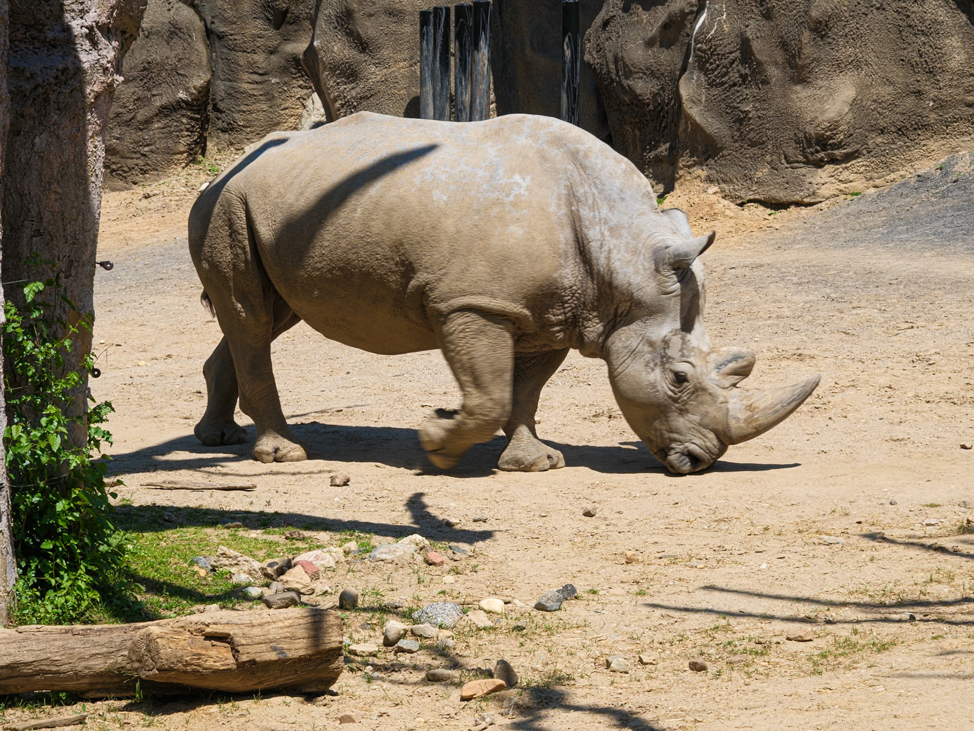 Close Up of White Rhino