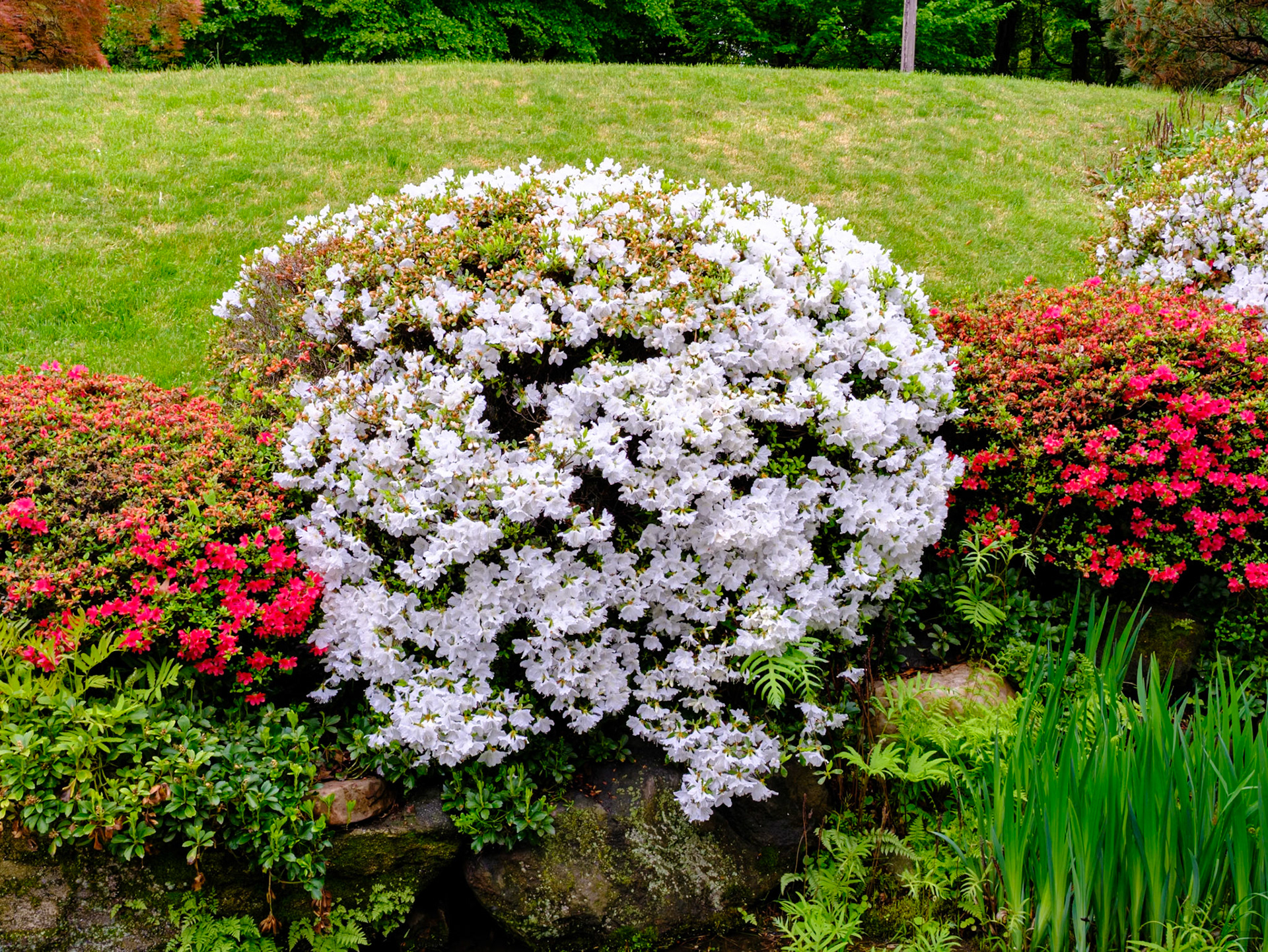 Japanese White Crown Bush