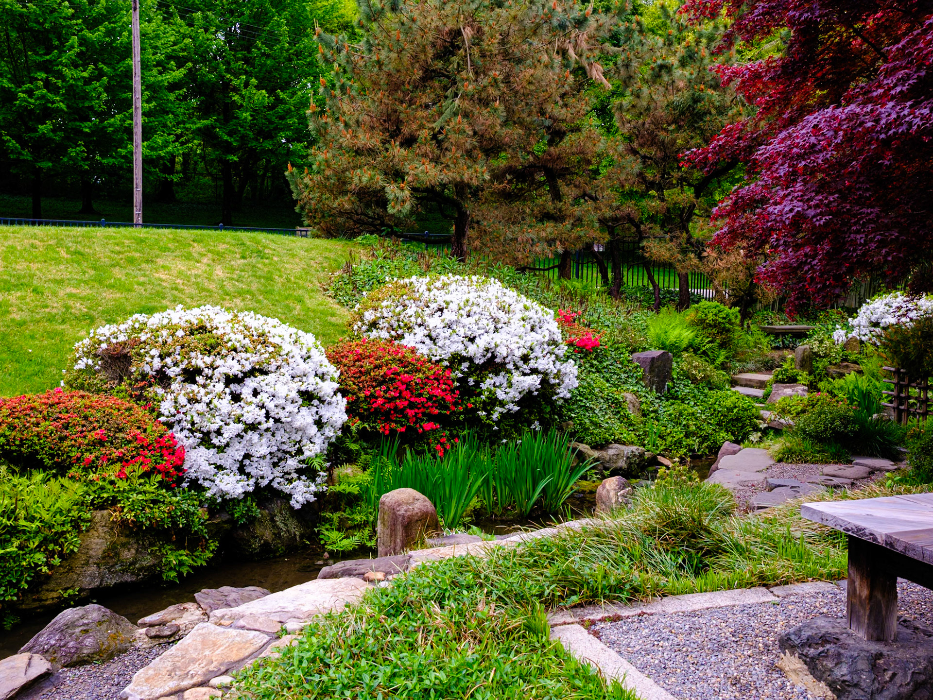 Japanese Crown Bushes