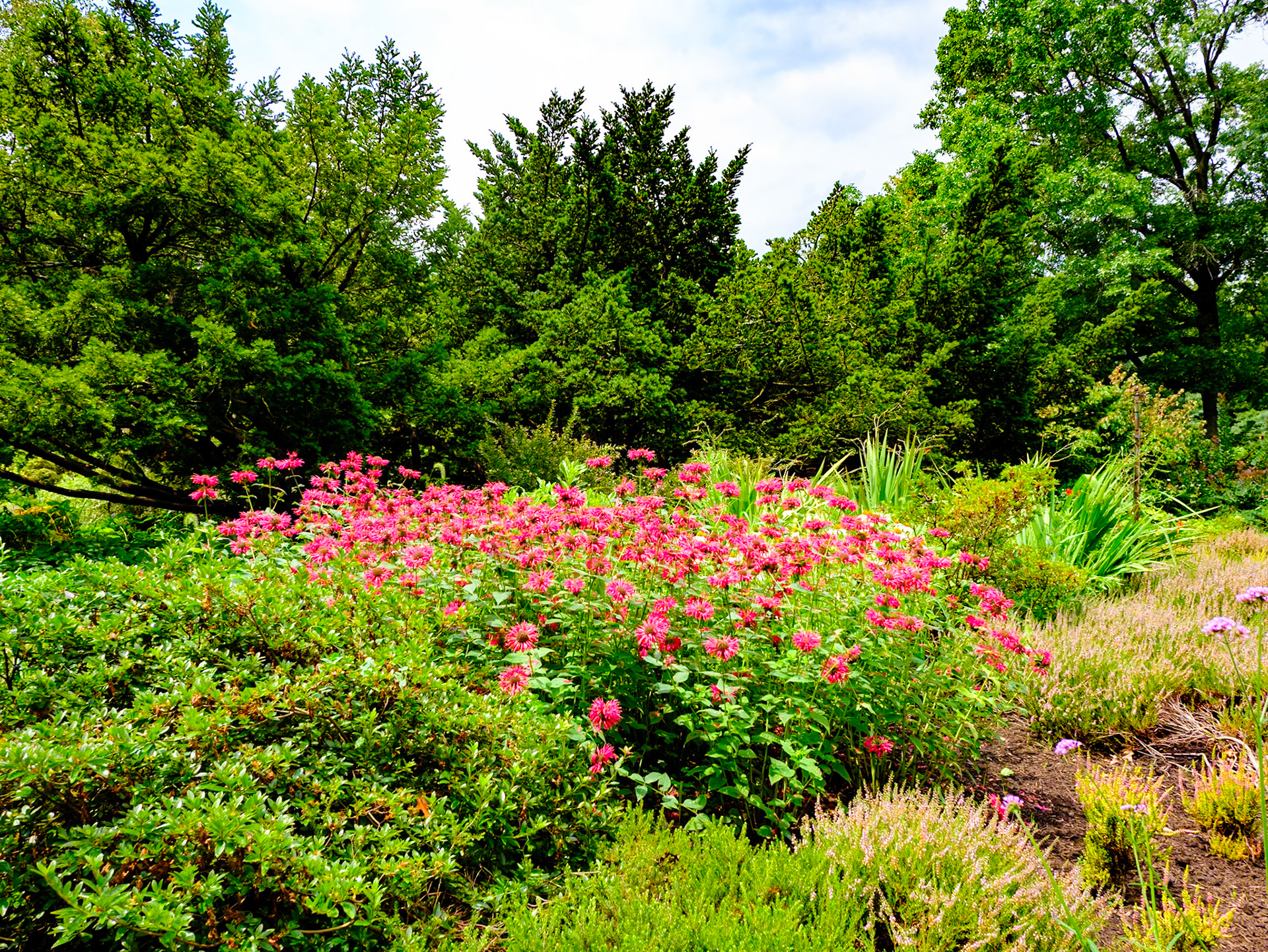 Lovely Patch of Pink ‘Daisies’ at Fort Tryon July 2024