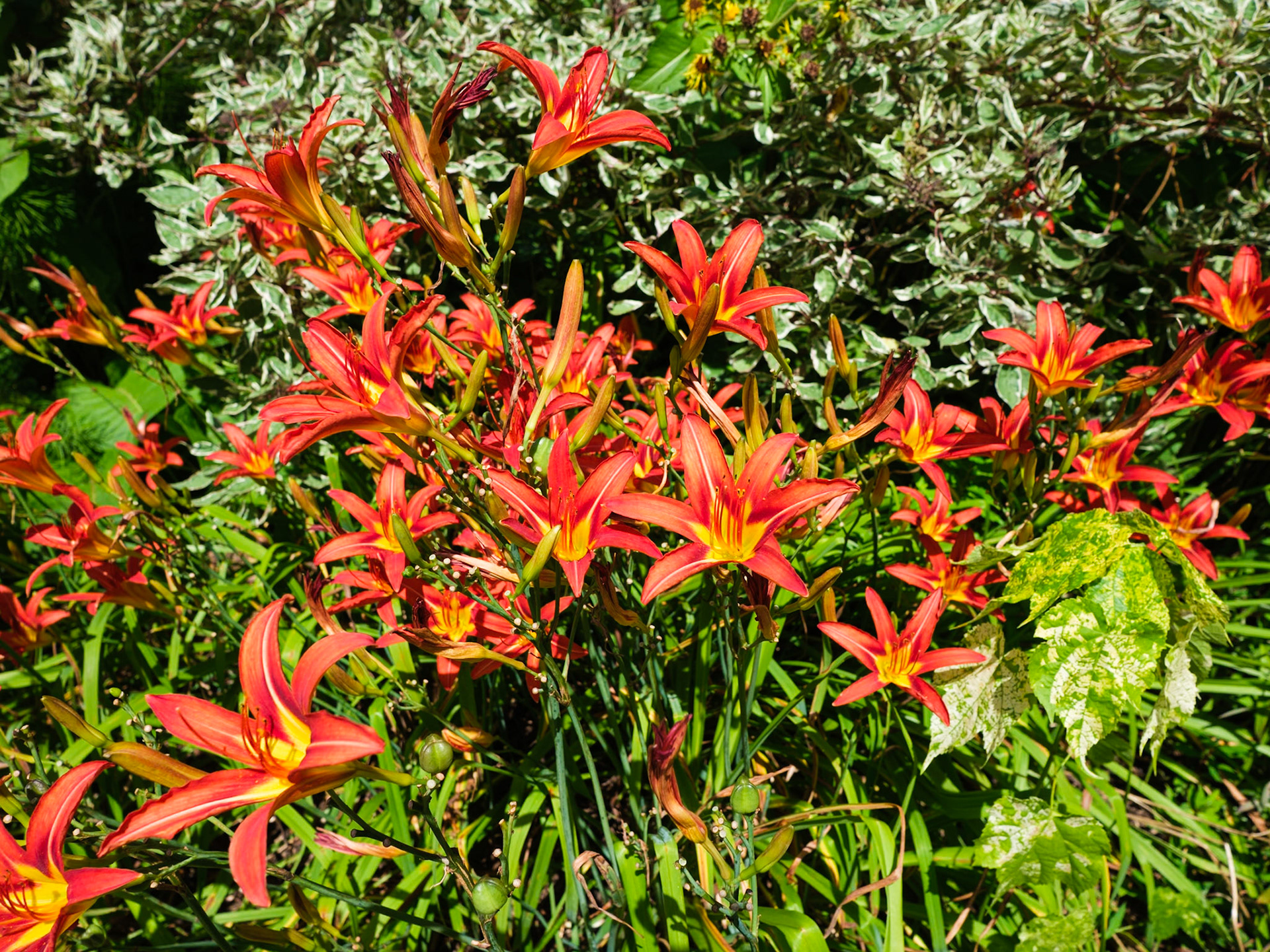 Day Lilies at New York Botanical