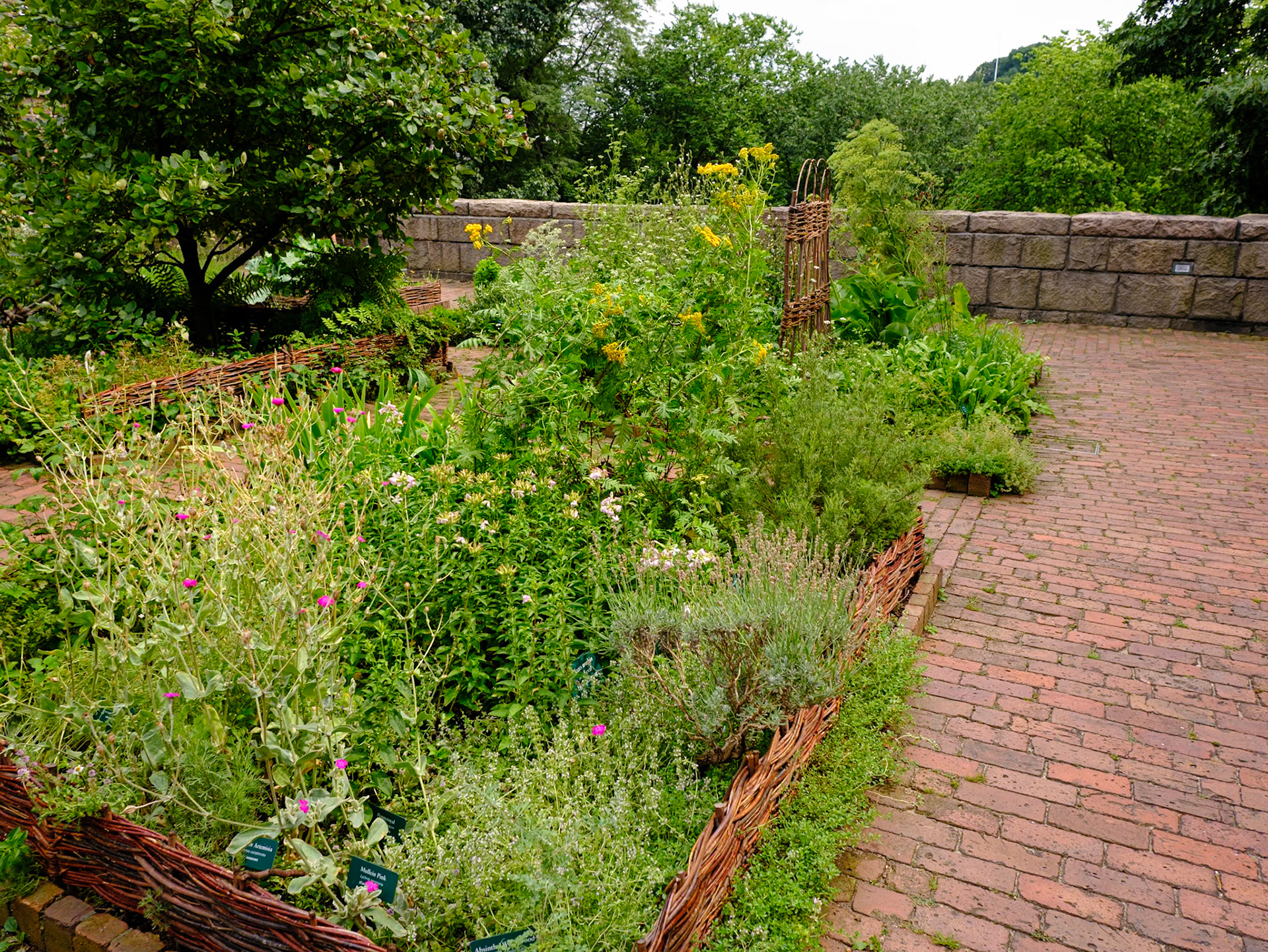 Overlook Terrace Plantings with Trellis at the Cloisters July 2024