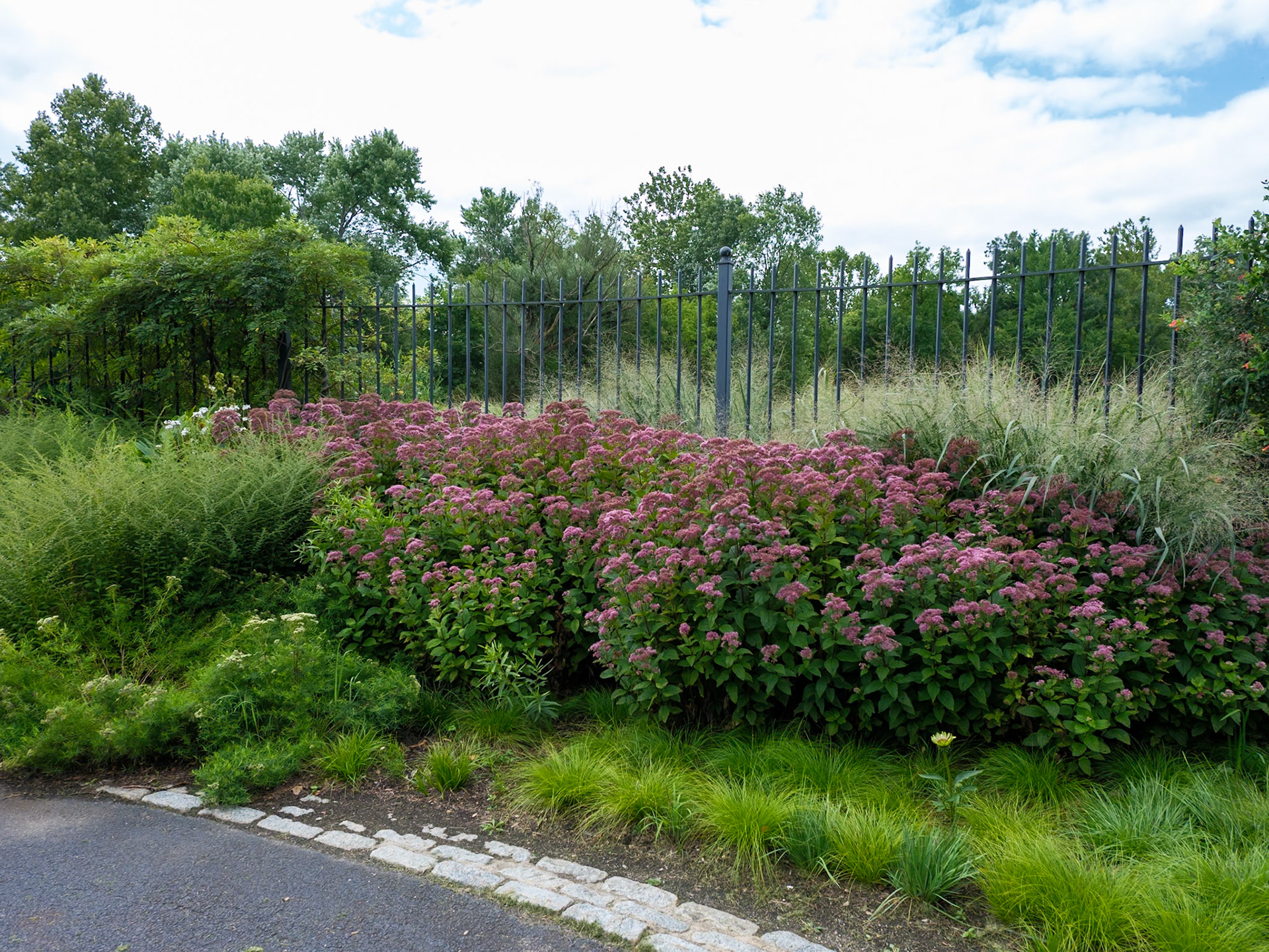 Wild Flowers Along Fence Near Entrance to Morris Arboretum August 2024