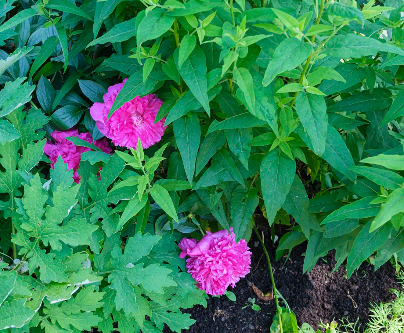 Flowers in a Bush at Bartram's